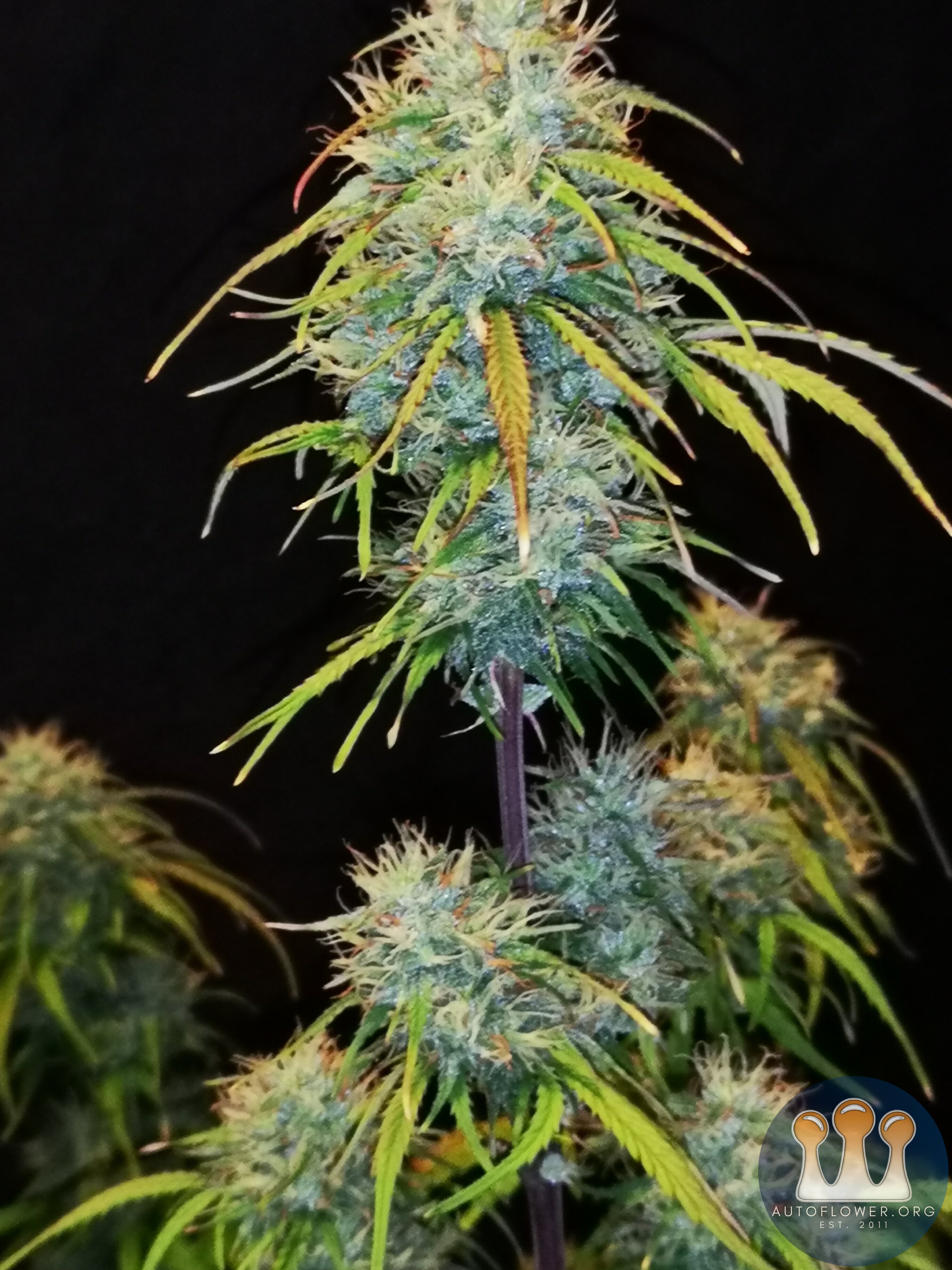 Hubbabubbahaze - Day 62