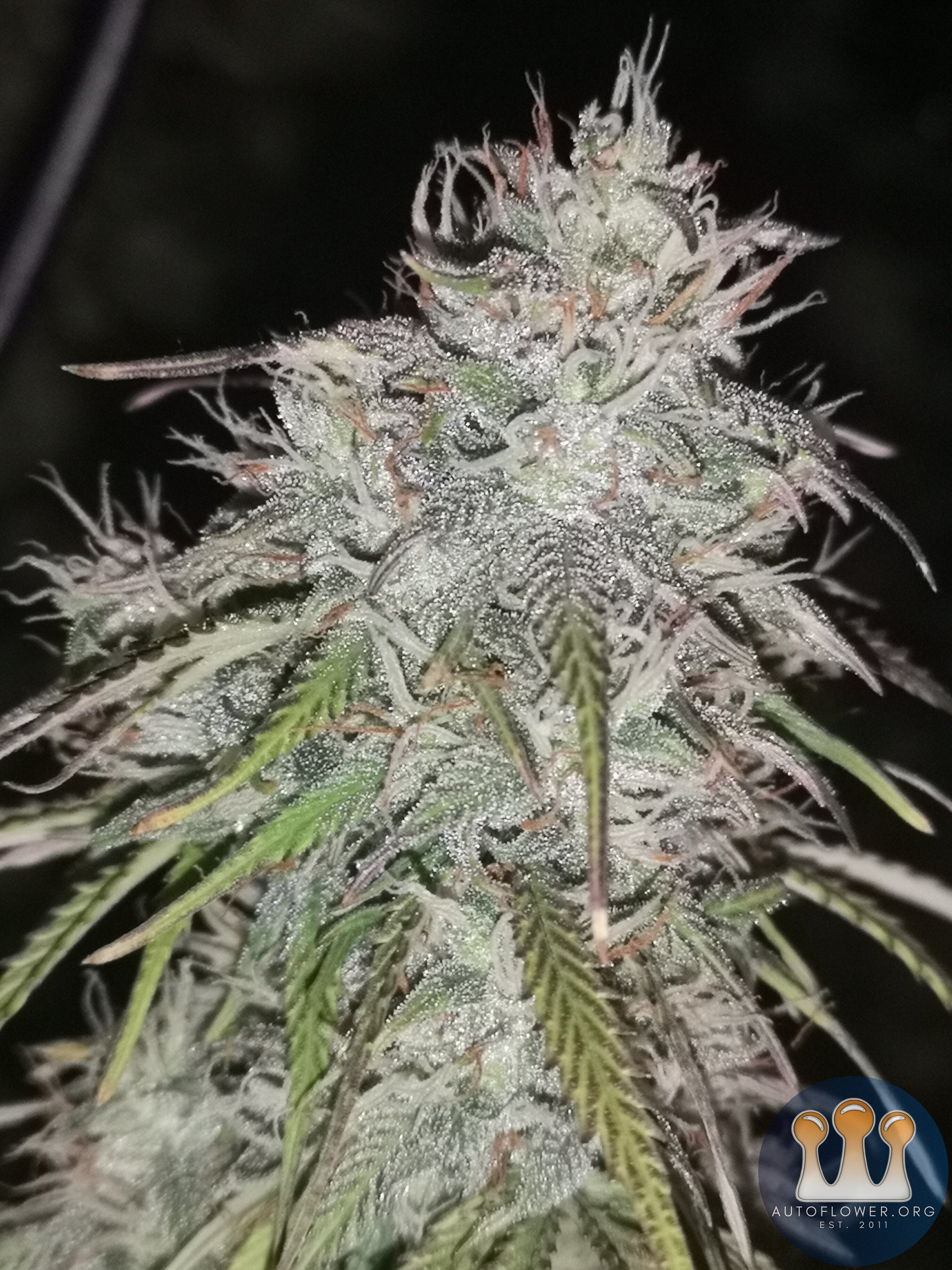 Hubbabubbahaze - Day 66