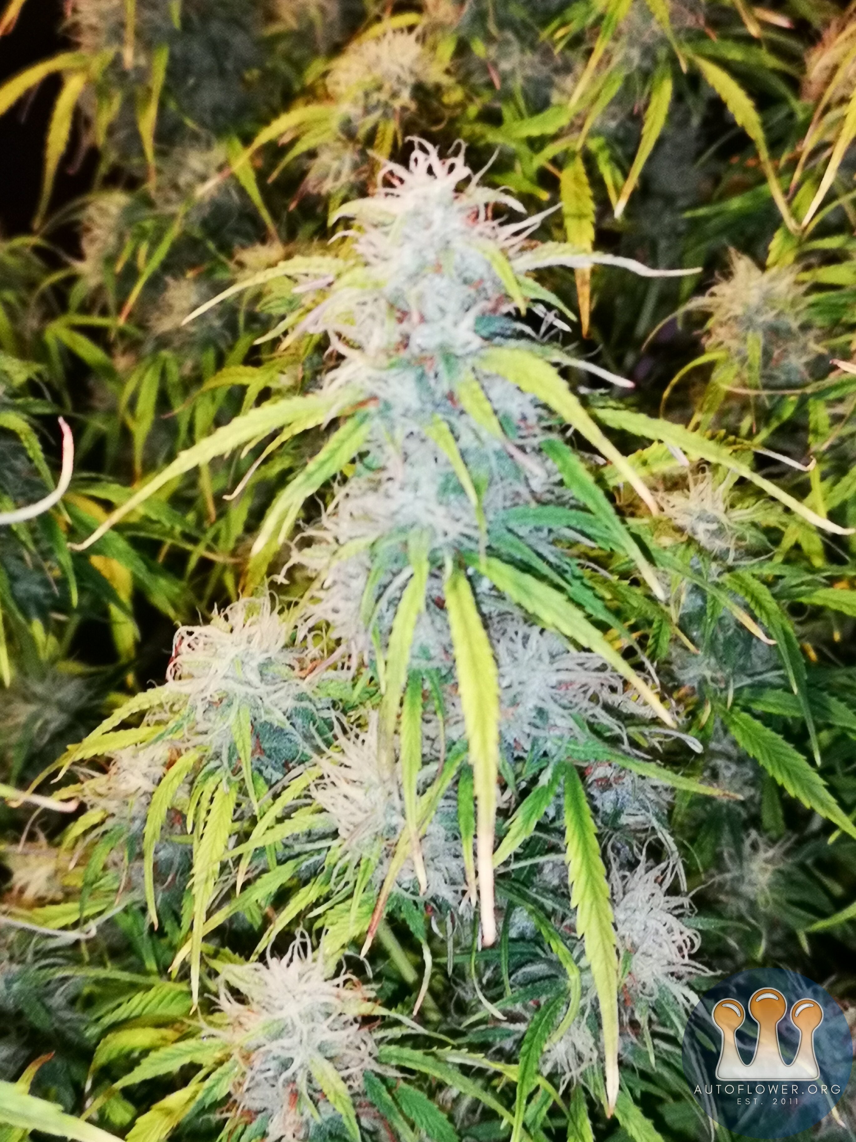 Kosher Cake - Day 62