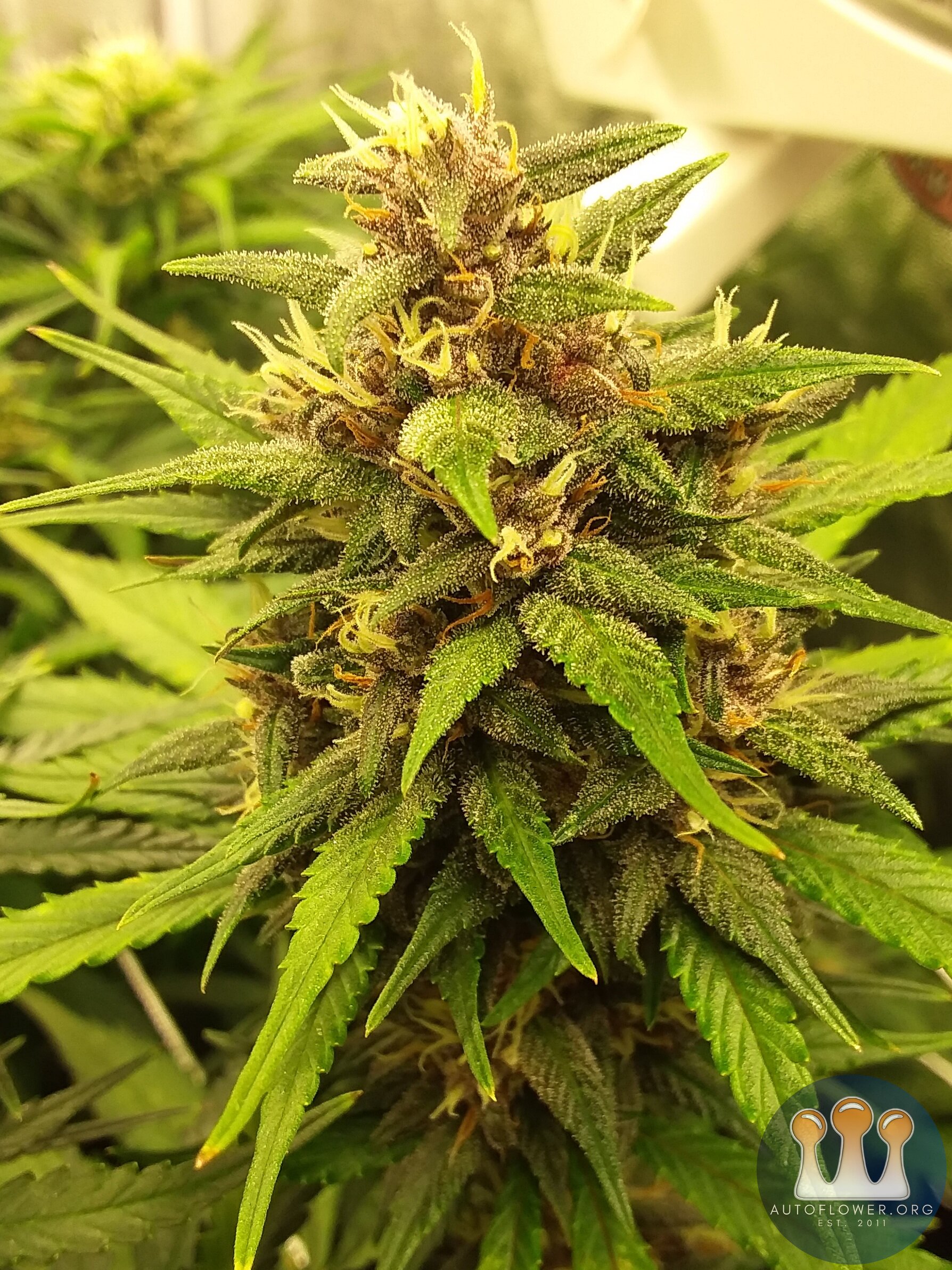 Lsd 25 fastbuds 8 weeks