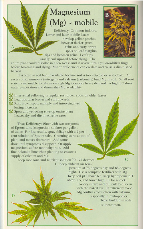 Magnesium-info-marijuana