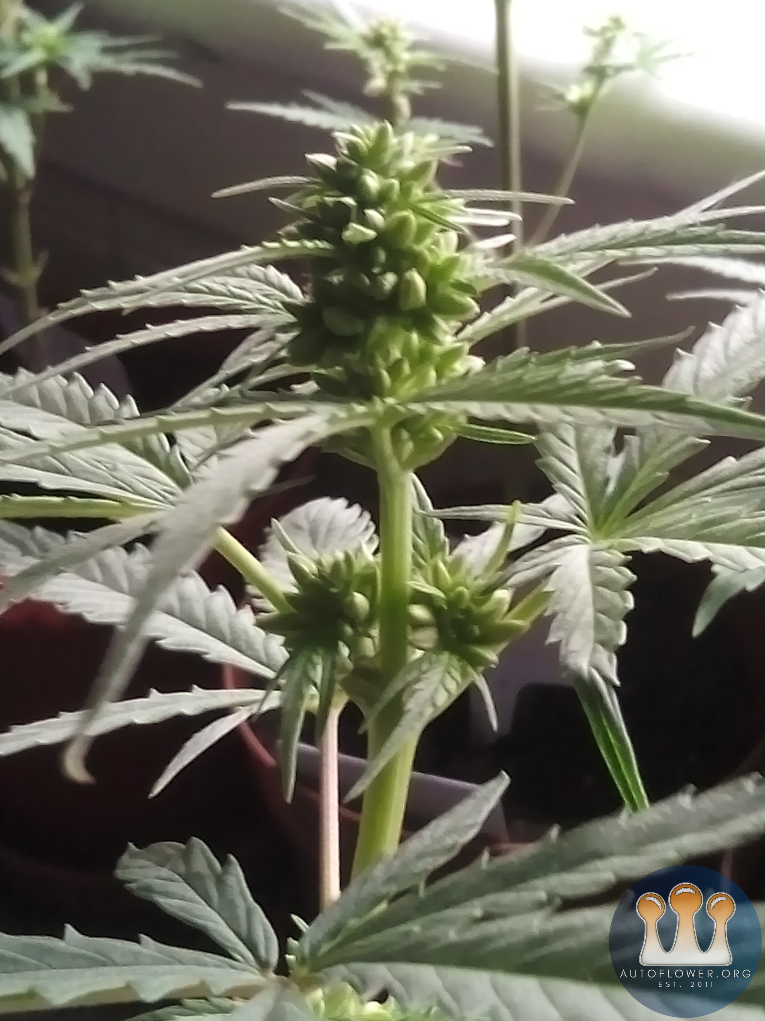 Male forgotten cookies forum stomper