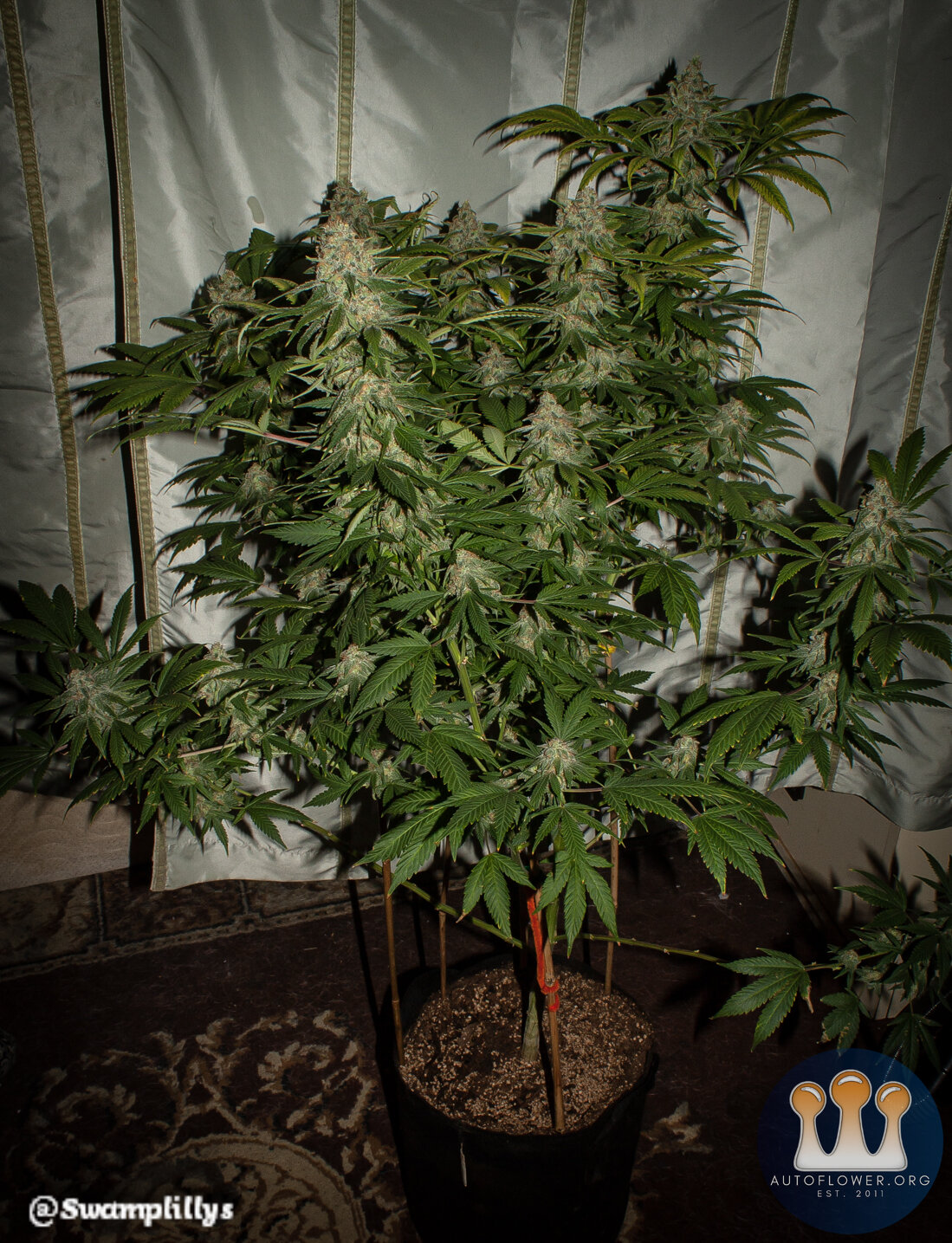 Man Bear Alien Pig full plant shot