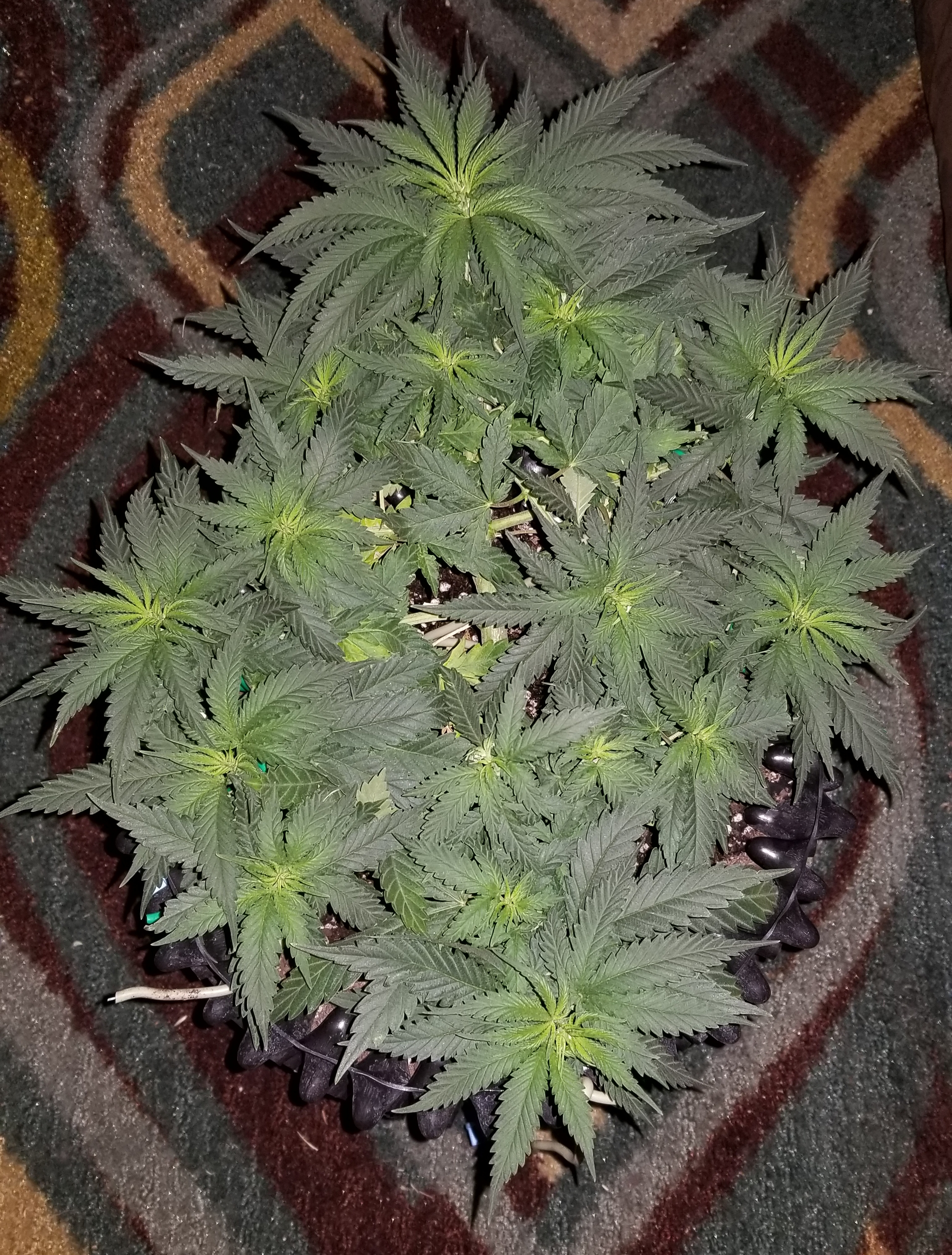 Mandarin Haze - Day 39 - LST