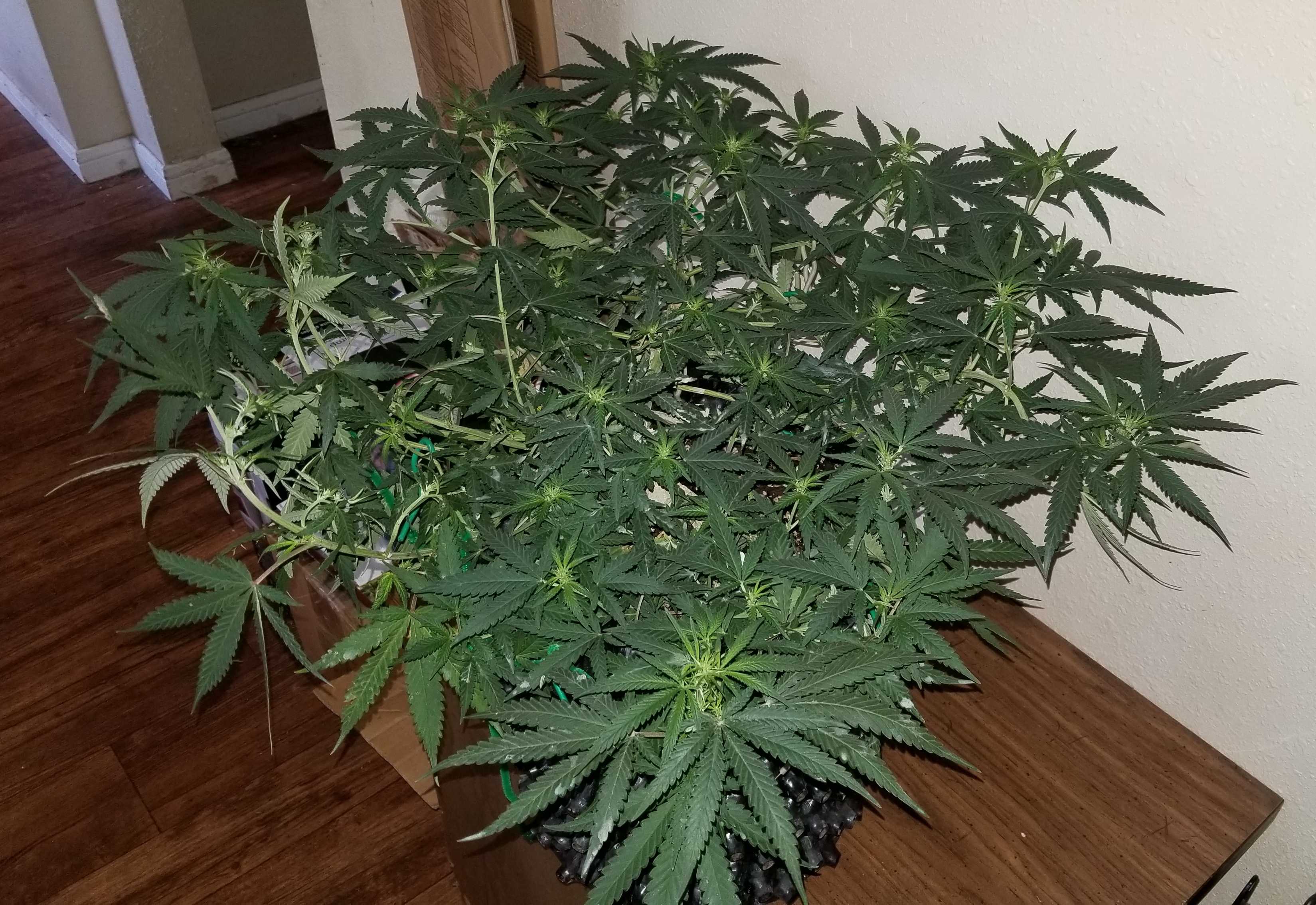 Mandarin Haze - Day 68.jpg