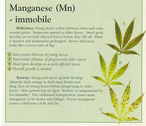 Manganese-info-marijuana