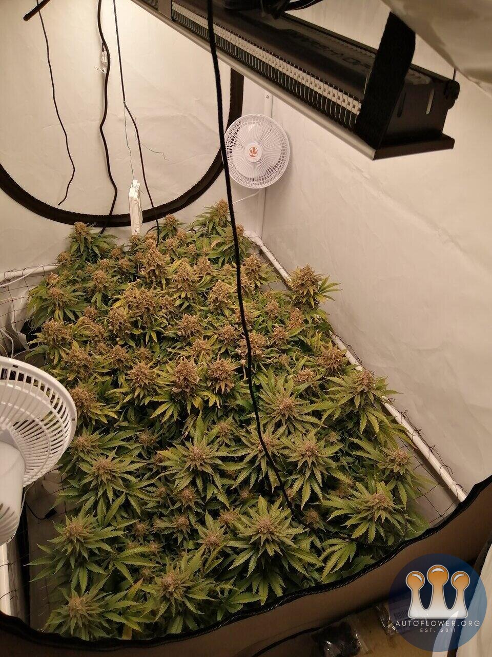 Mars Hydro SP250 grow