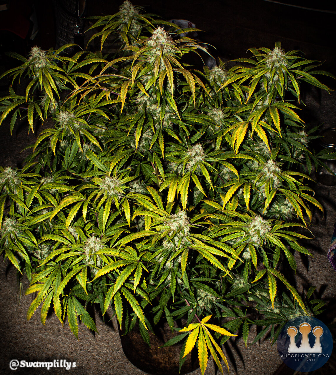 Mephisto Beary White x Man Bear Full Plant 2