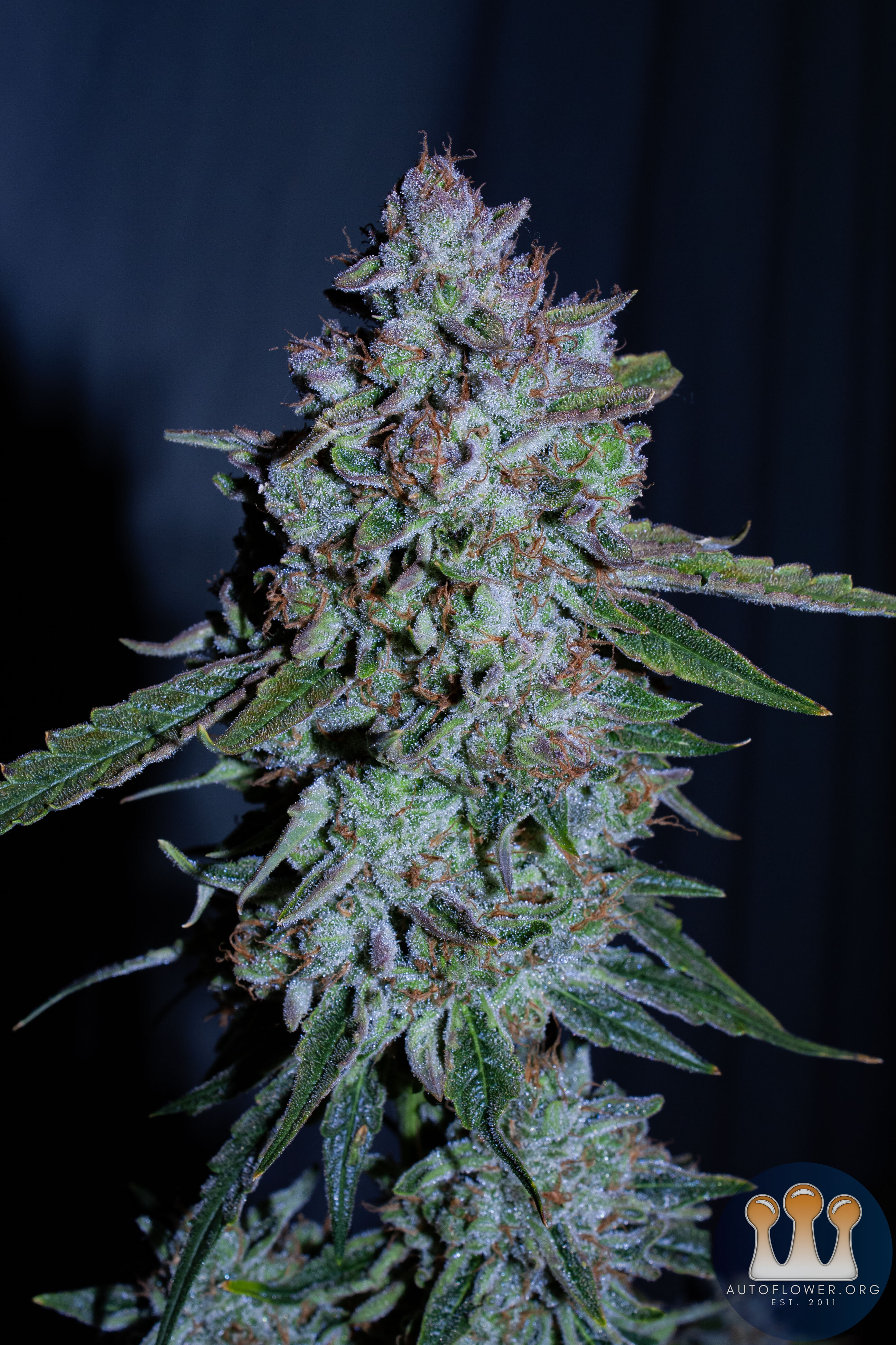 Mephisto Cosmic Queen (main cola)