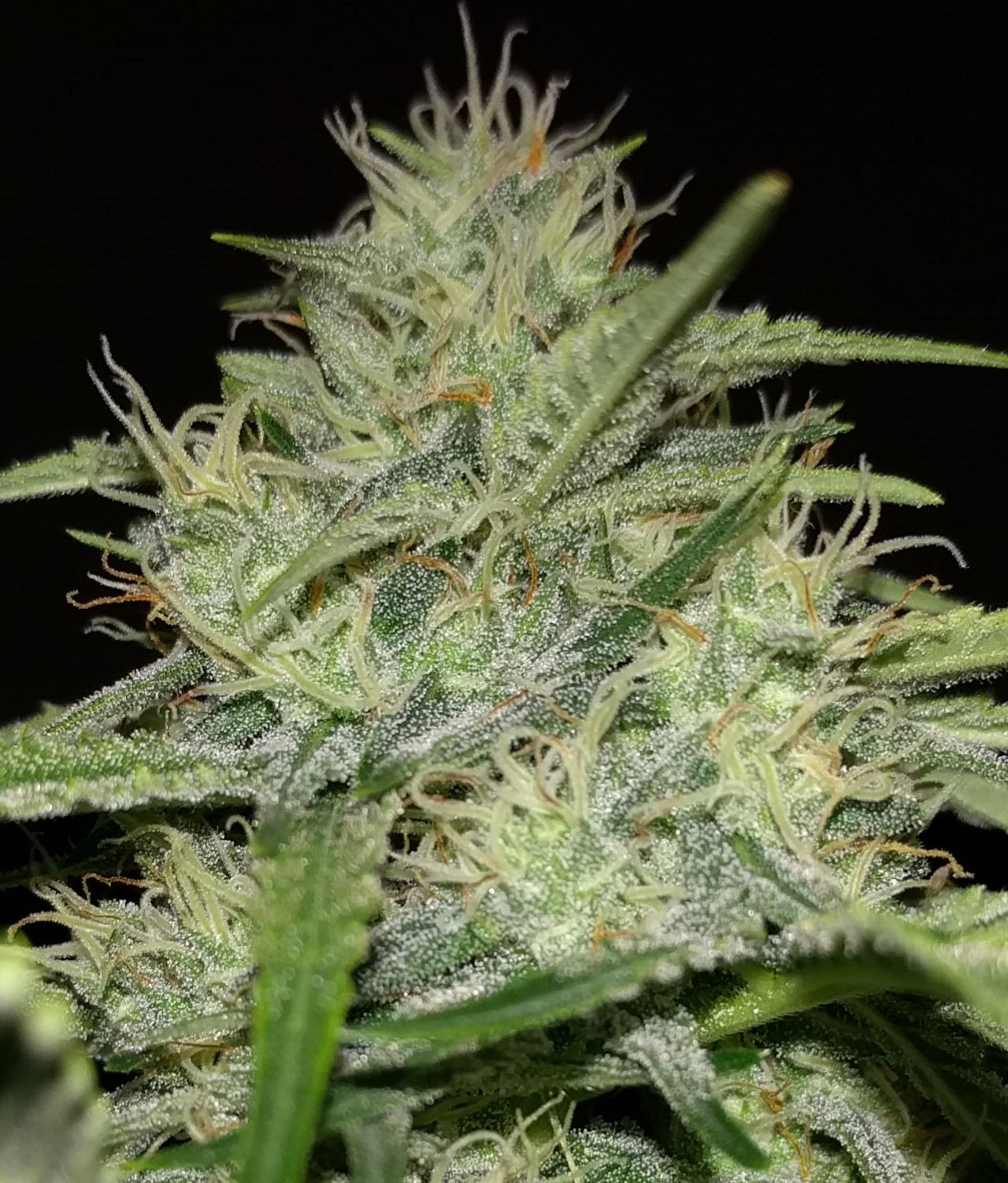 MEPHISTO-GWK