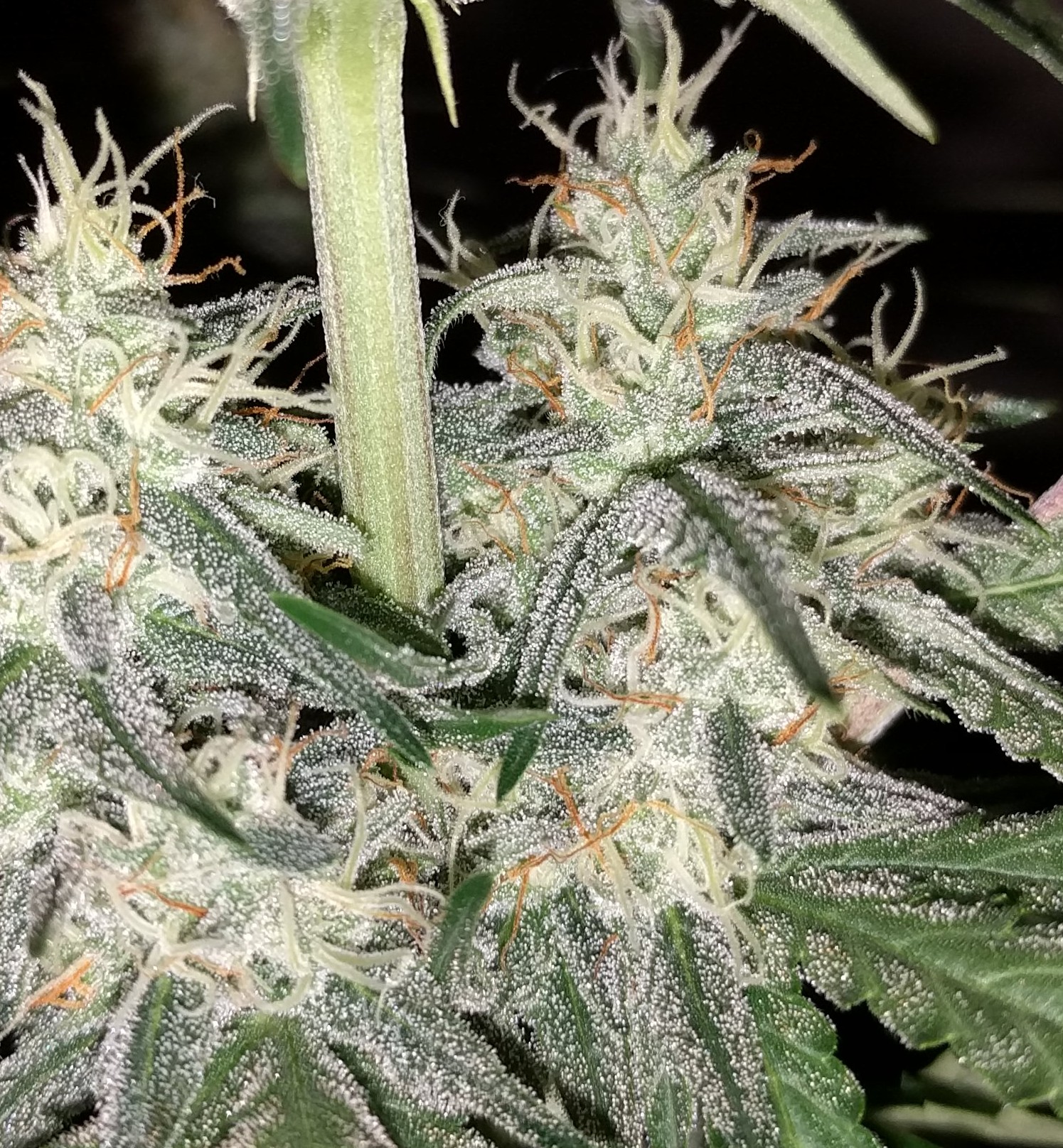 MEPHISTO-GWK