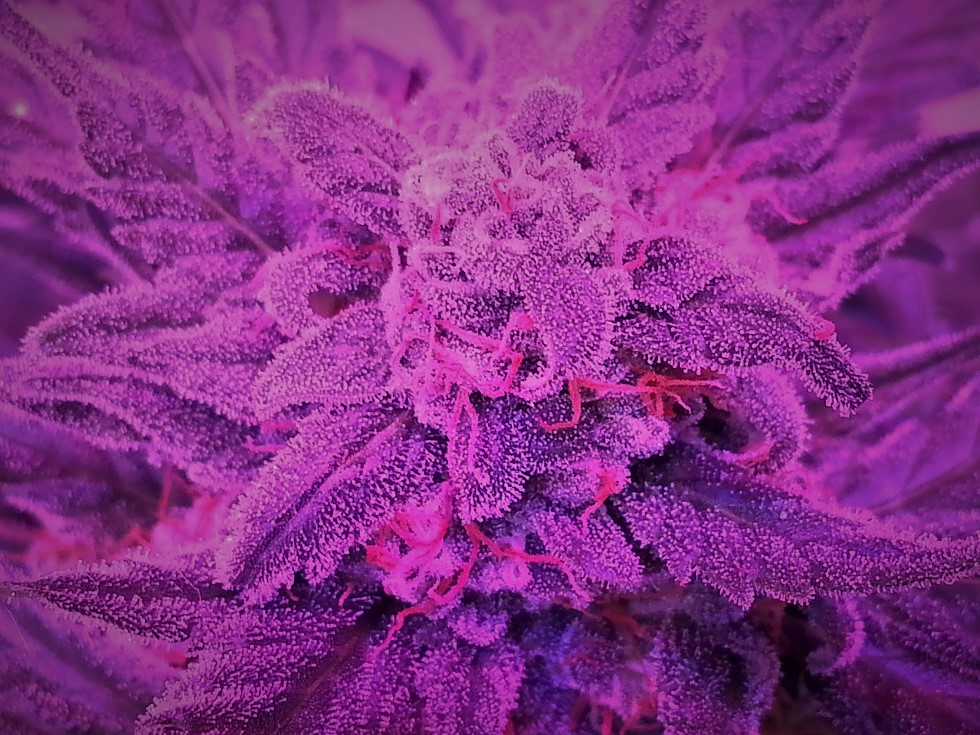 Mephisto Hubbabubba