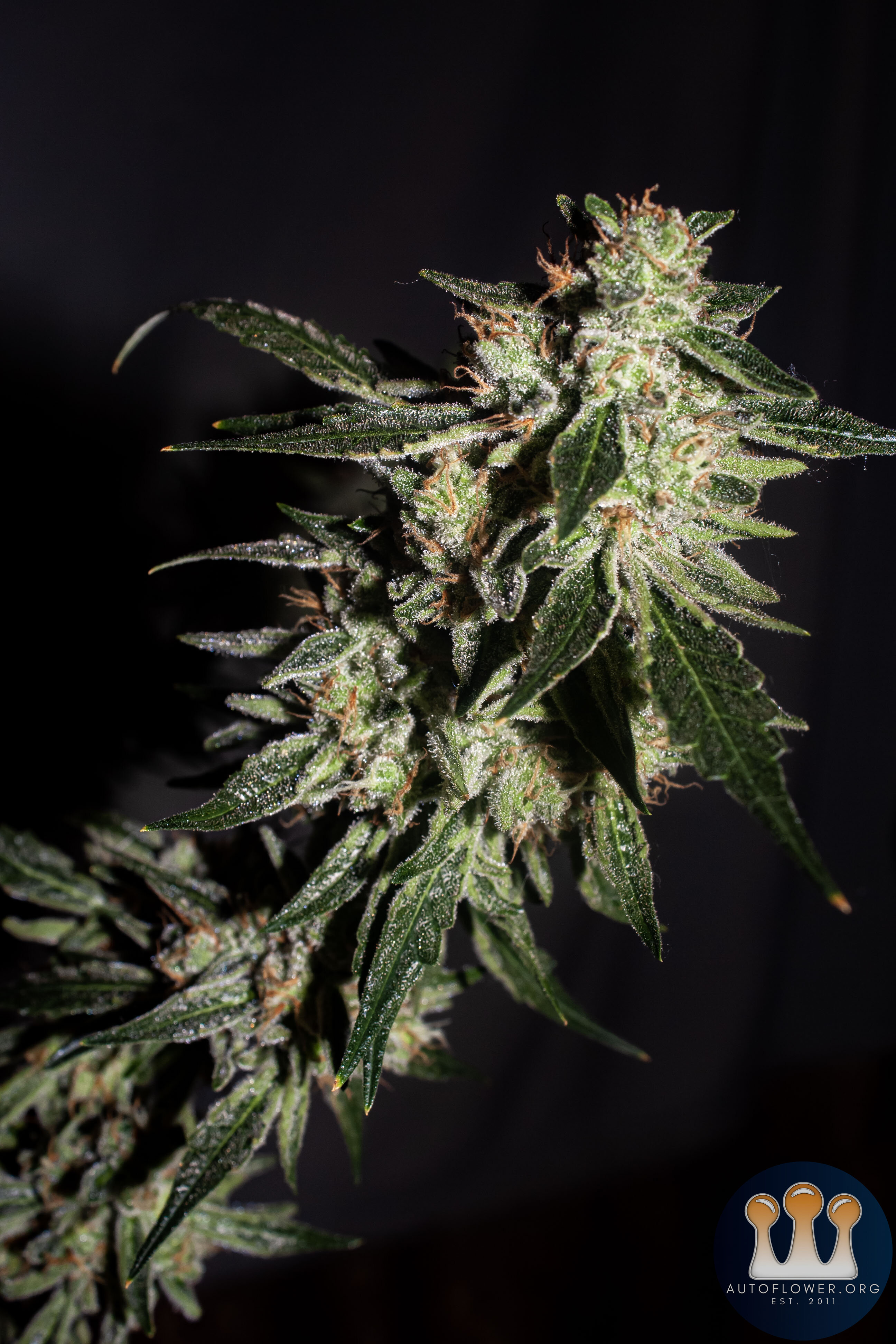 Mephisto's CosmiC Queen (side cola)