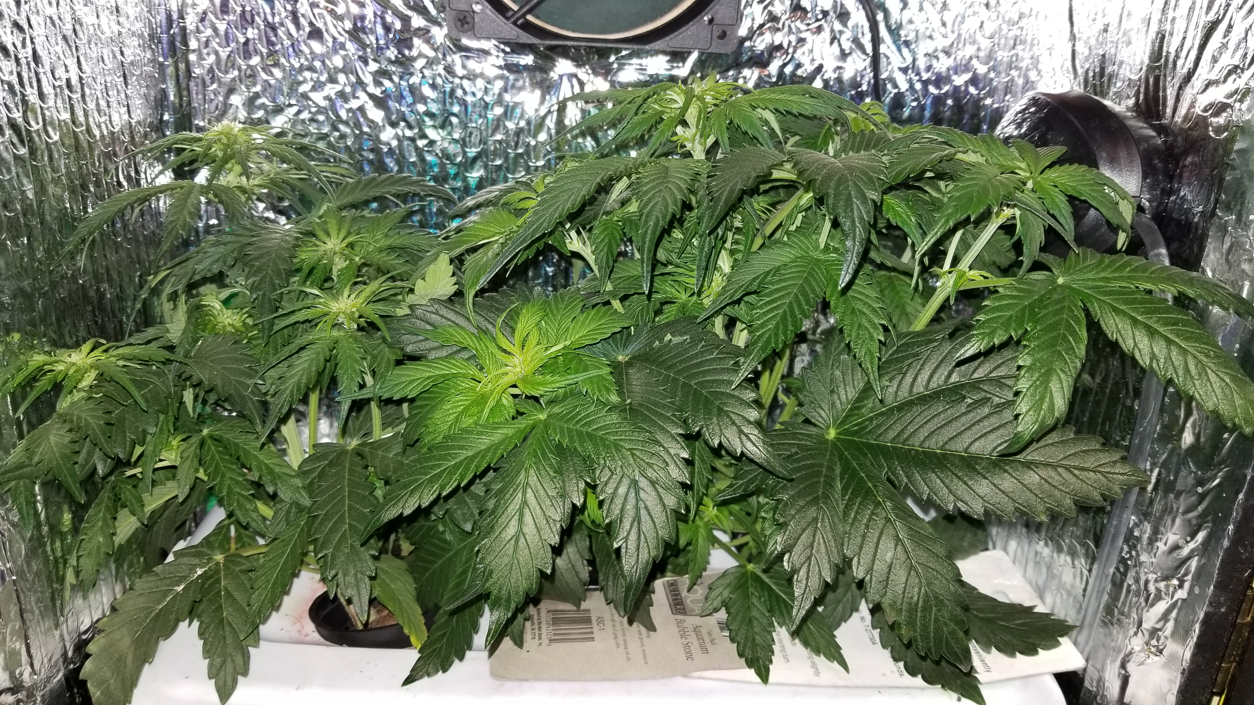 Micro Grow 150 w LED