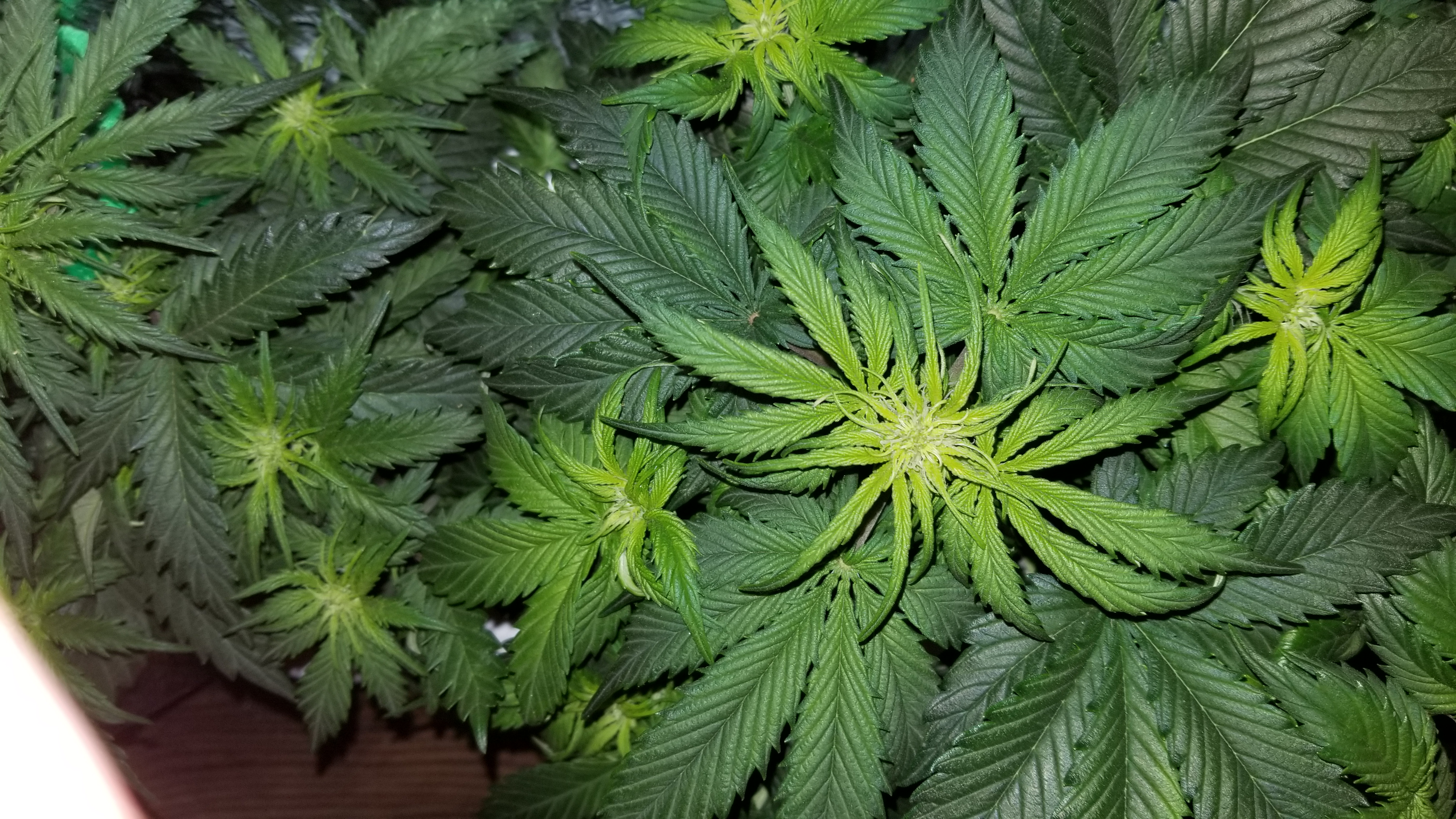 Micro Grow 150 watt LED