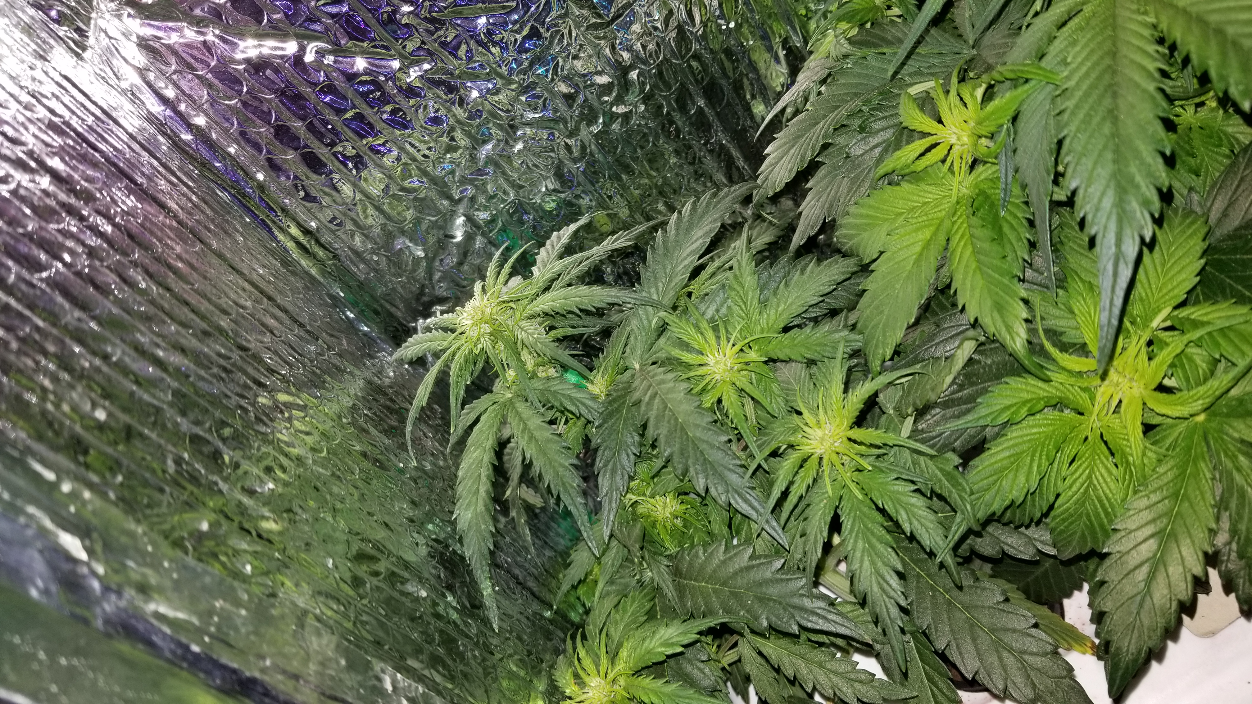 Micro Grow 150 watt LED