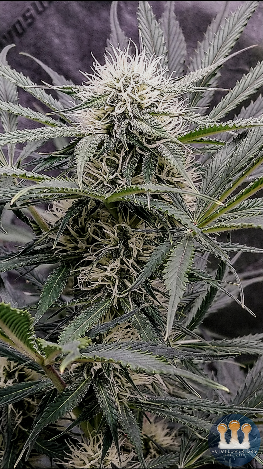 Night Owl Seeds, Star Krunch