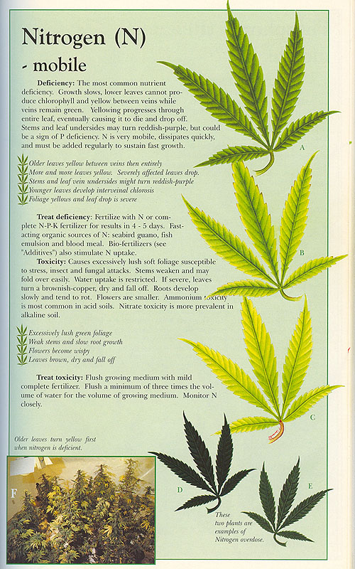 Nitrogen-info-marijuana