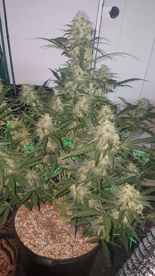 NORTHERN LIGHTS AUTO INDOOR1