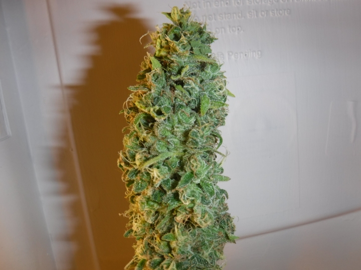 OGKush_A_Harvest_BudSmall