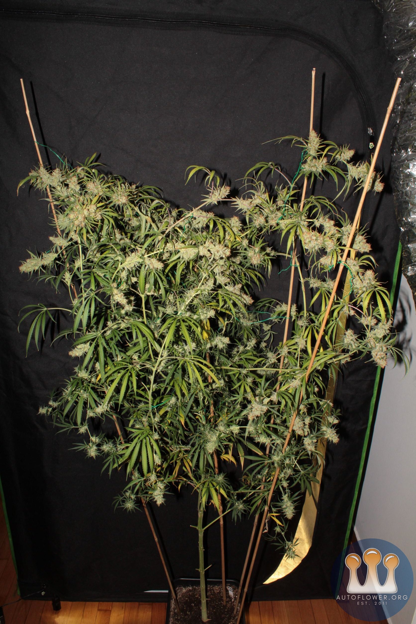 ohaze x ggxl auto 60 days whole.JPG