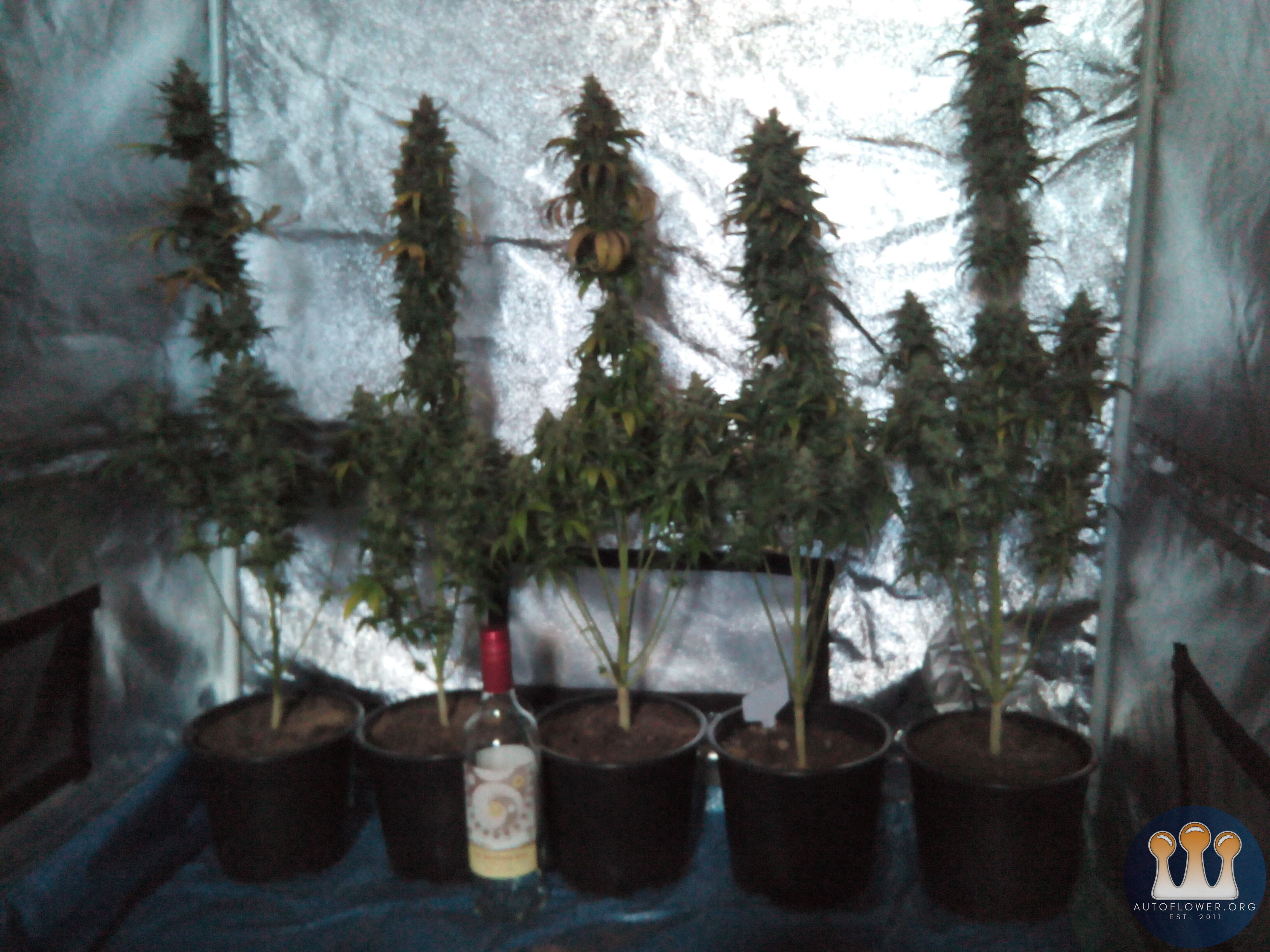 One row 3ltr pot