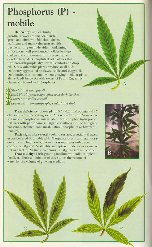 Phosphorus-info-marijuana (1)