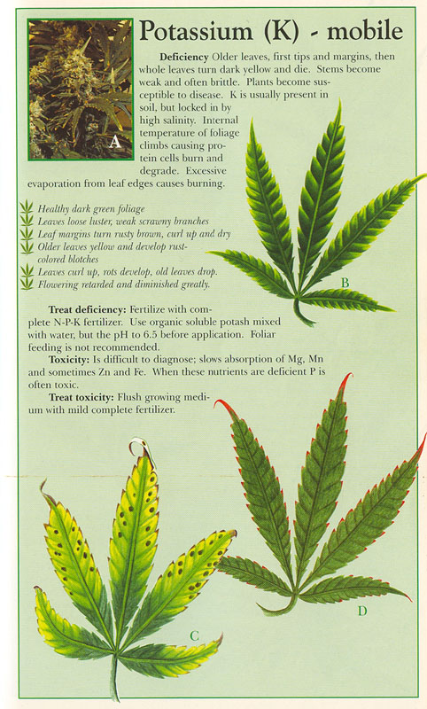 Potassium-info-marijuana