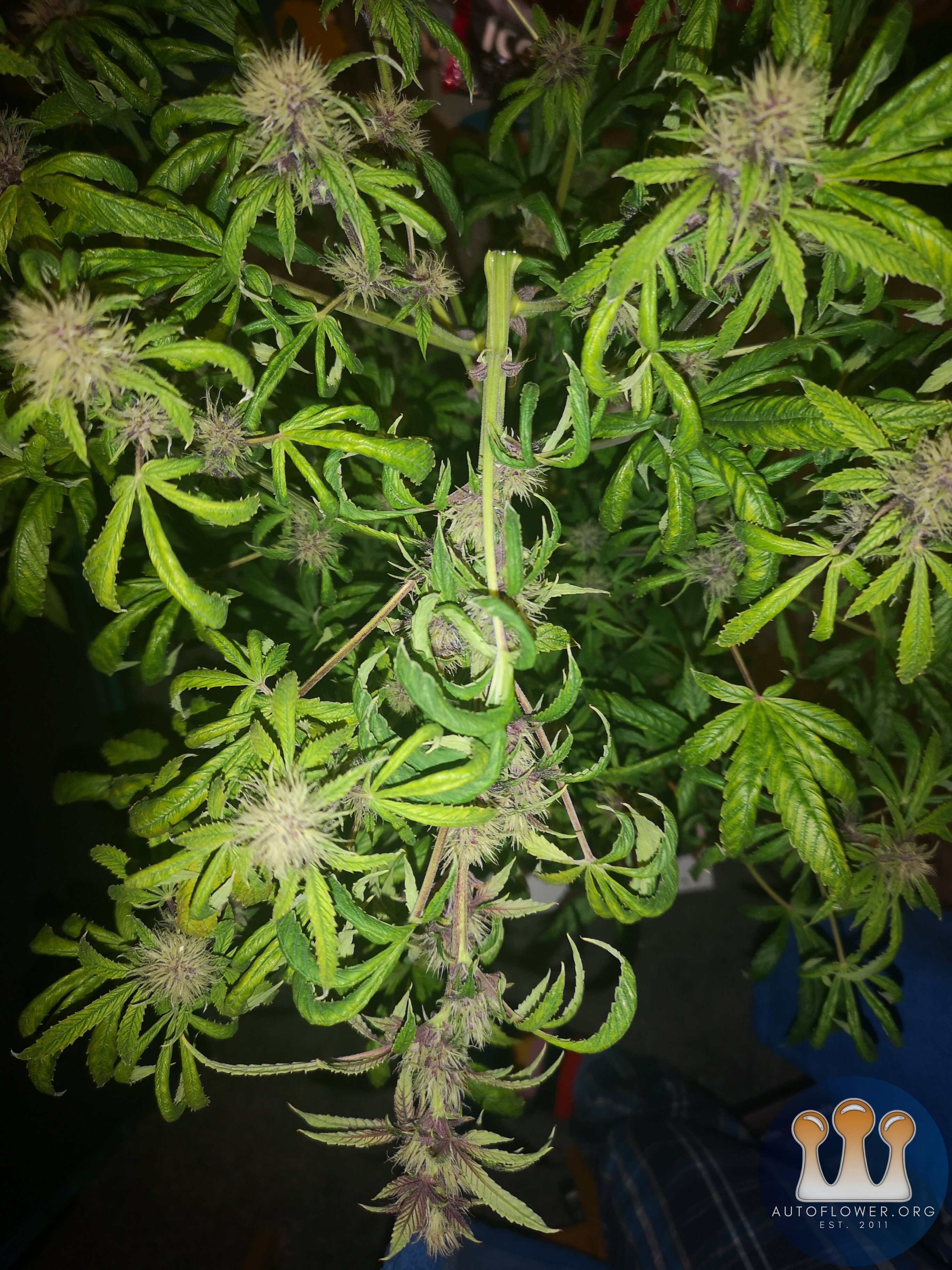 Purple Punch - Day 53