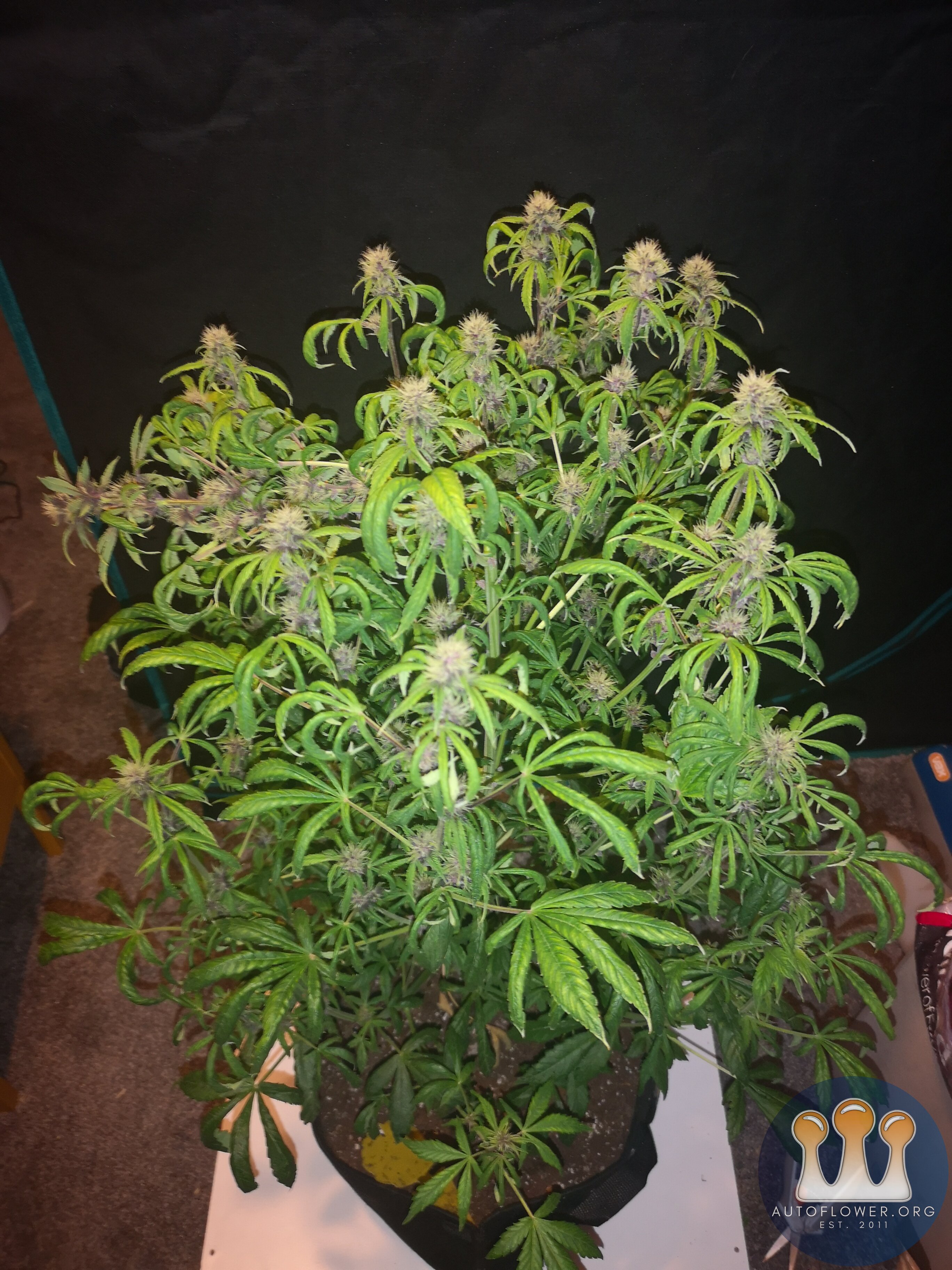 Purple Punch - Day 53