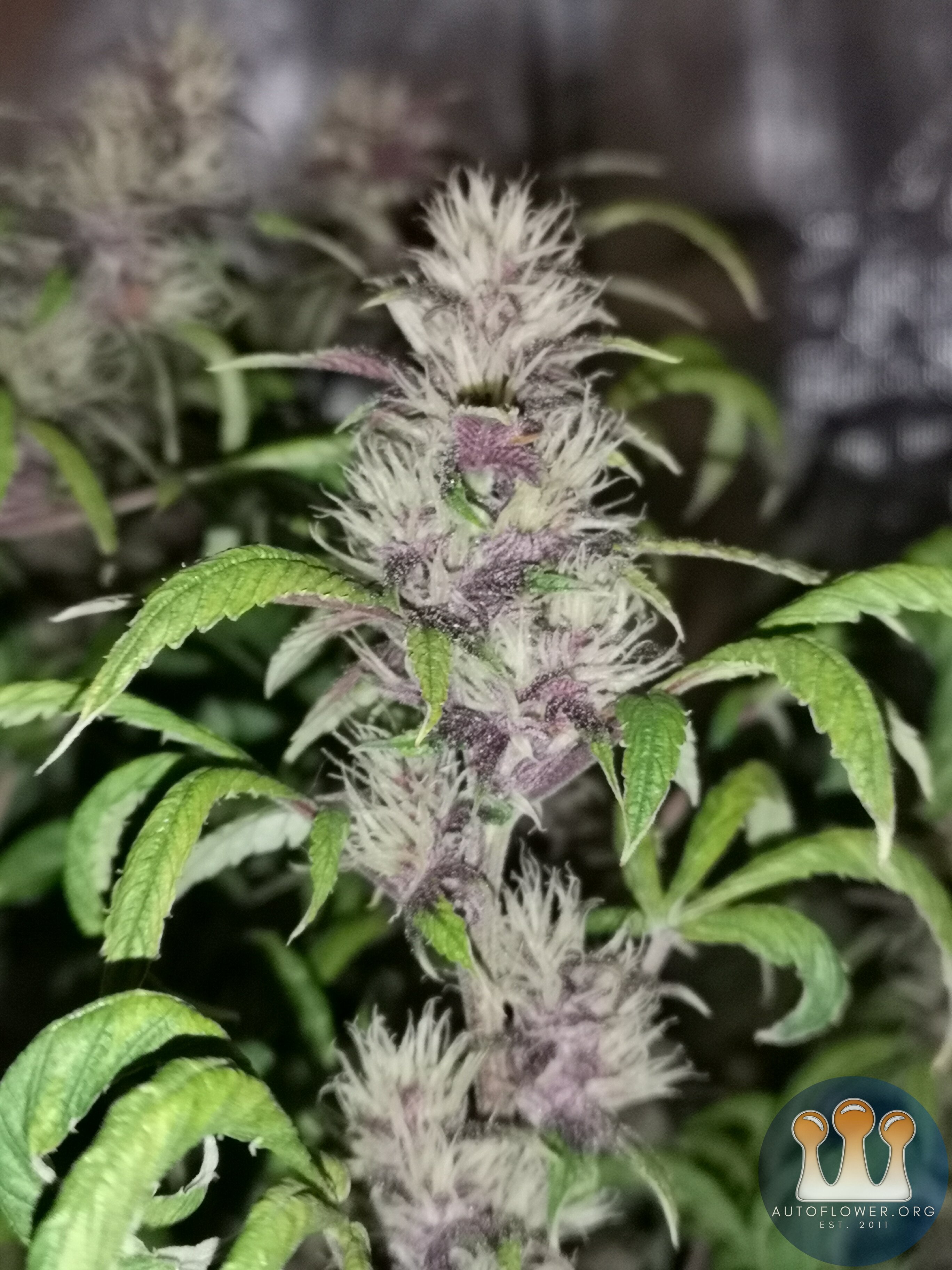 Purple Punch - Day 58