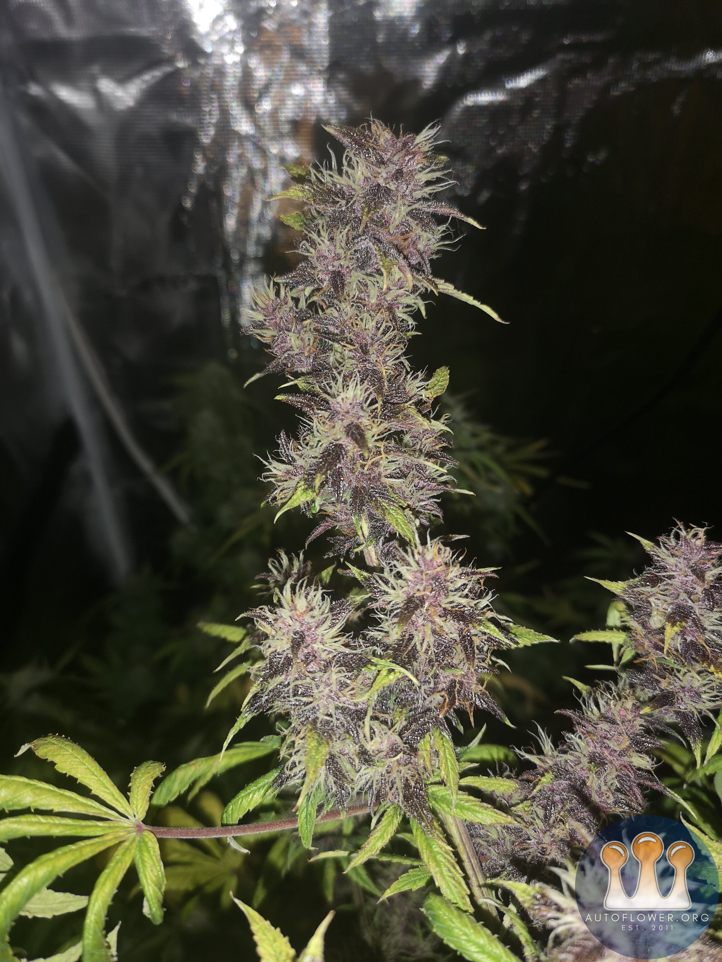 Purple Punch - Day 64