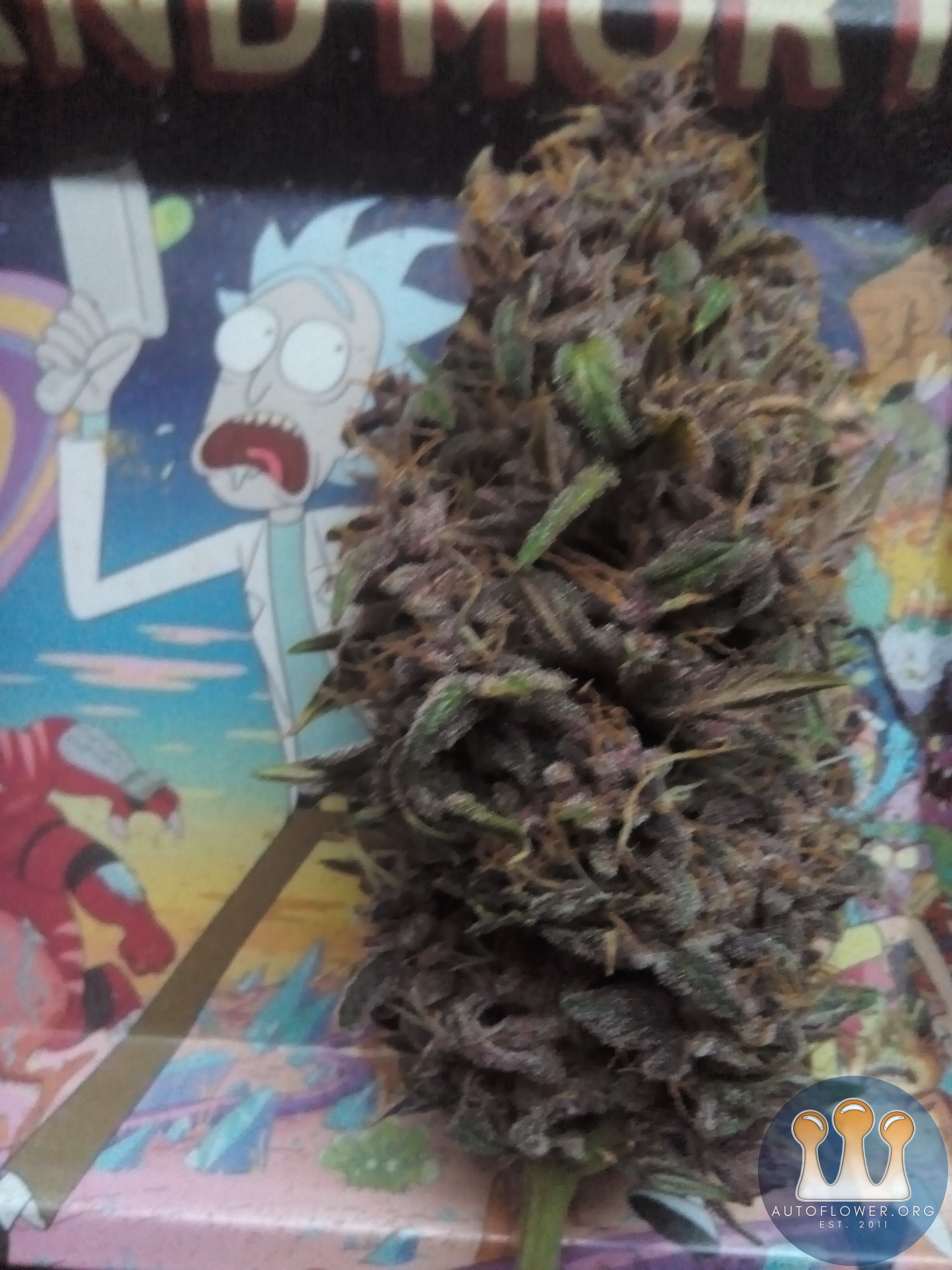 Purple skunk pheno of NUGZ