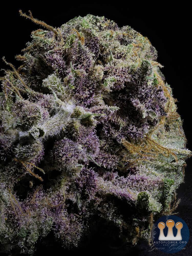 RocbudInc-Magic Cookies V1.2 ( PURP PHENO )