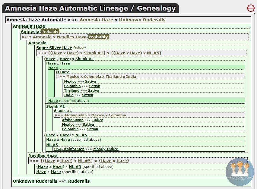 RQS Amnesia Auto Linage.jpg