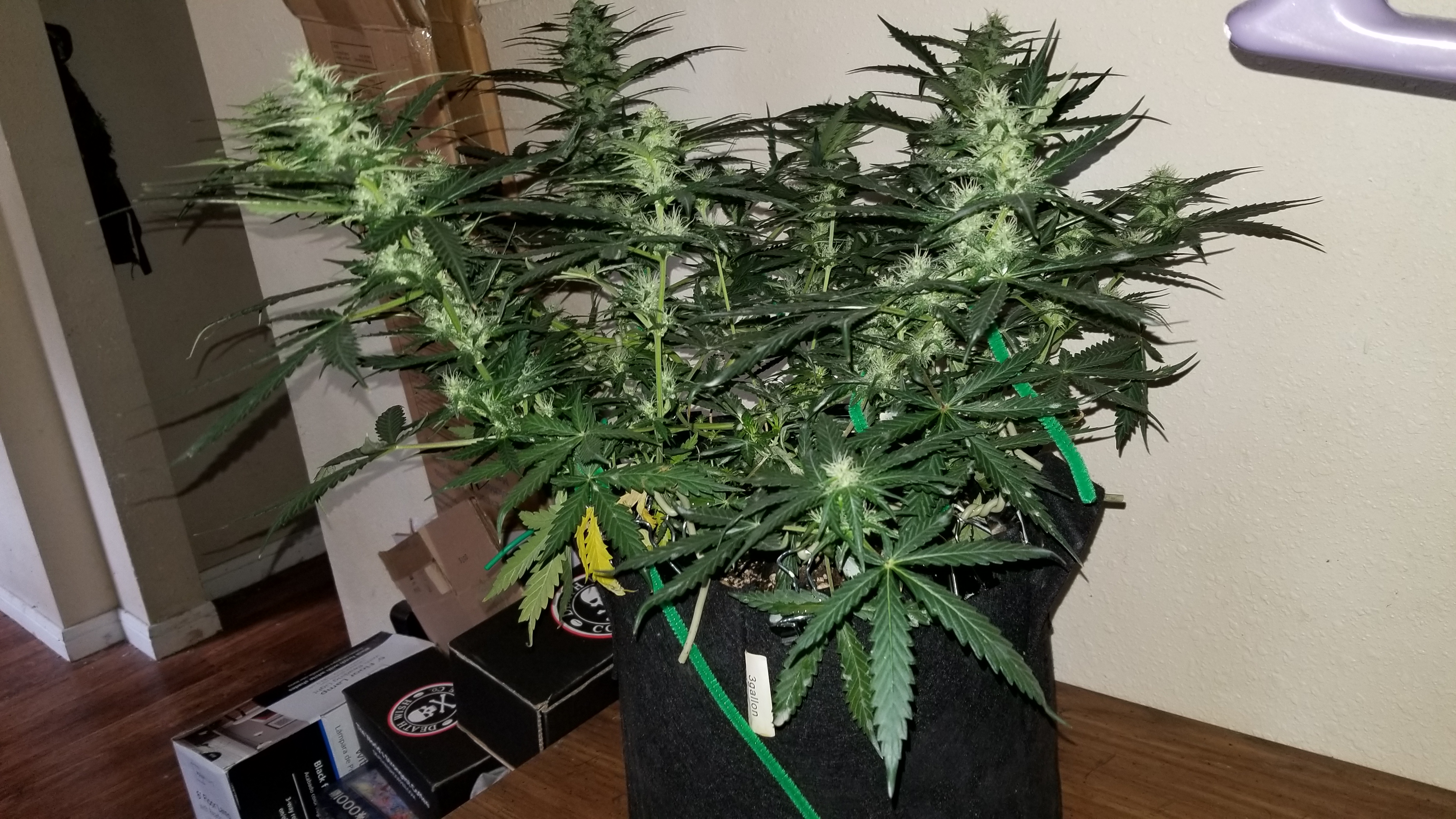 Skunk #1 - Day 61