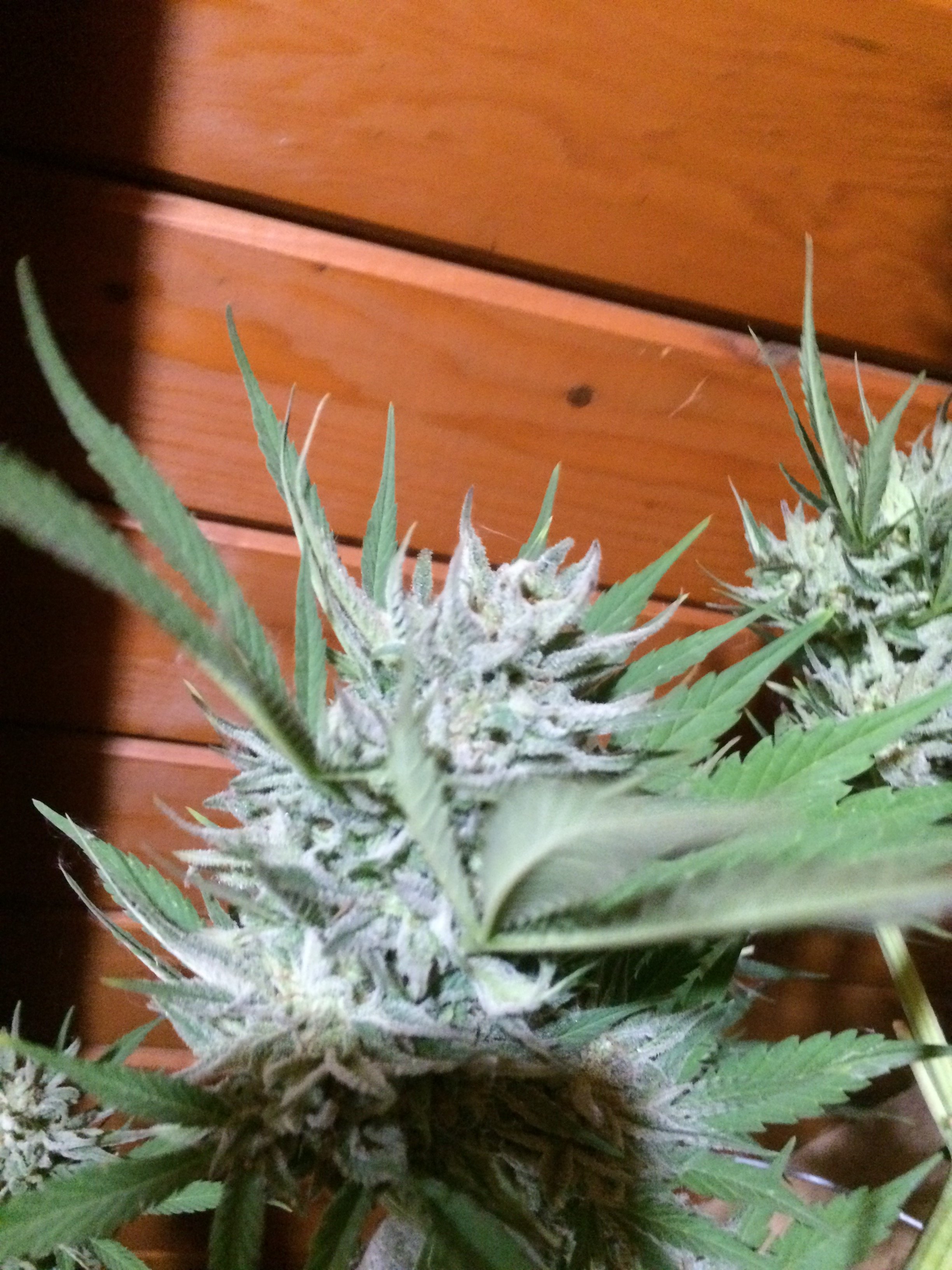 Sns frosty bud