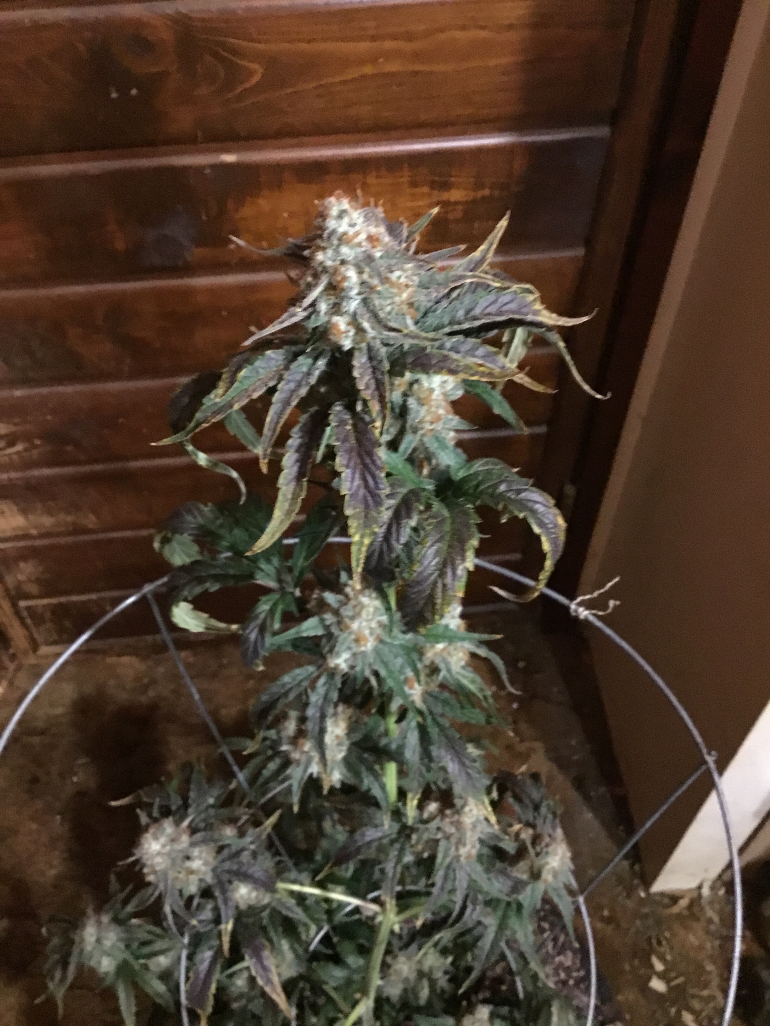 Sour Stomper 69 days