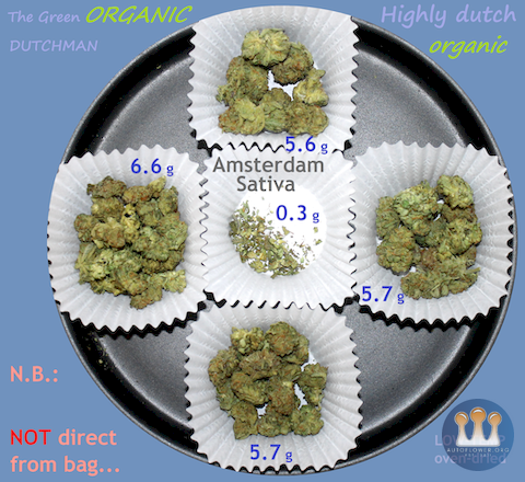 SQdC - TGOD, Highly Dutch Organic - Amsterdam Sativa - Dried @ 210 F for 30 min., then sampled...