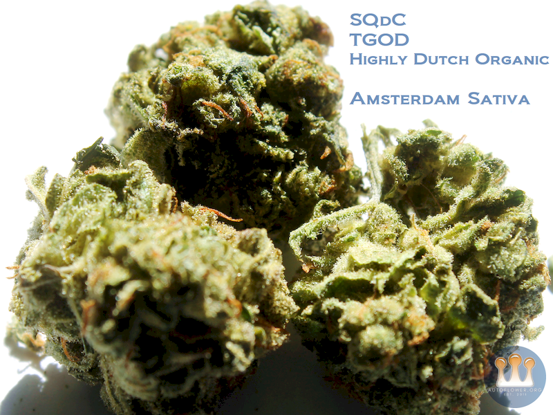 SQdC - TGOD, Highly Dutch Organic - Amsterdam Sativa