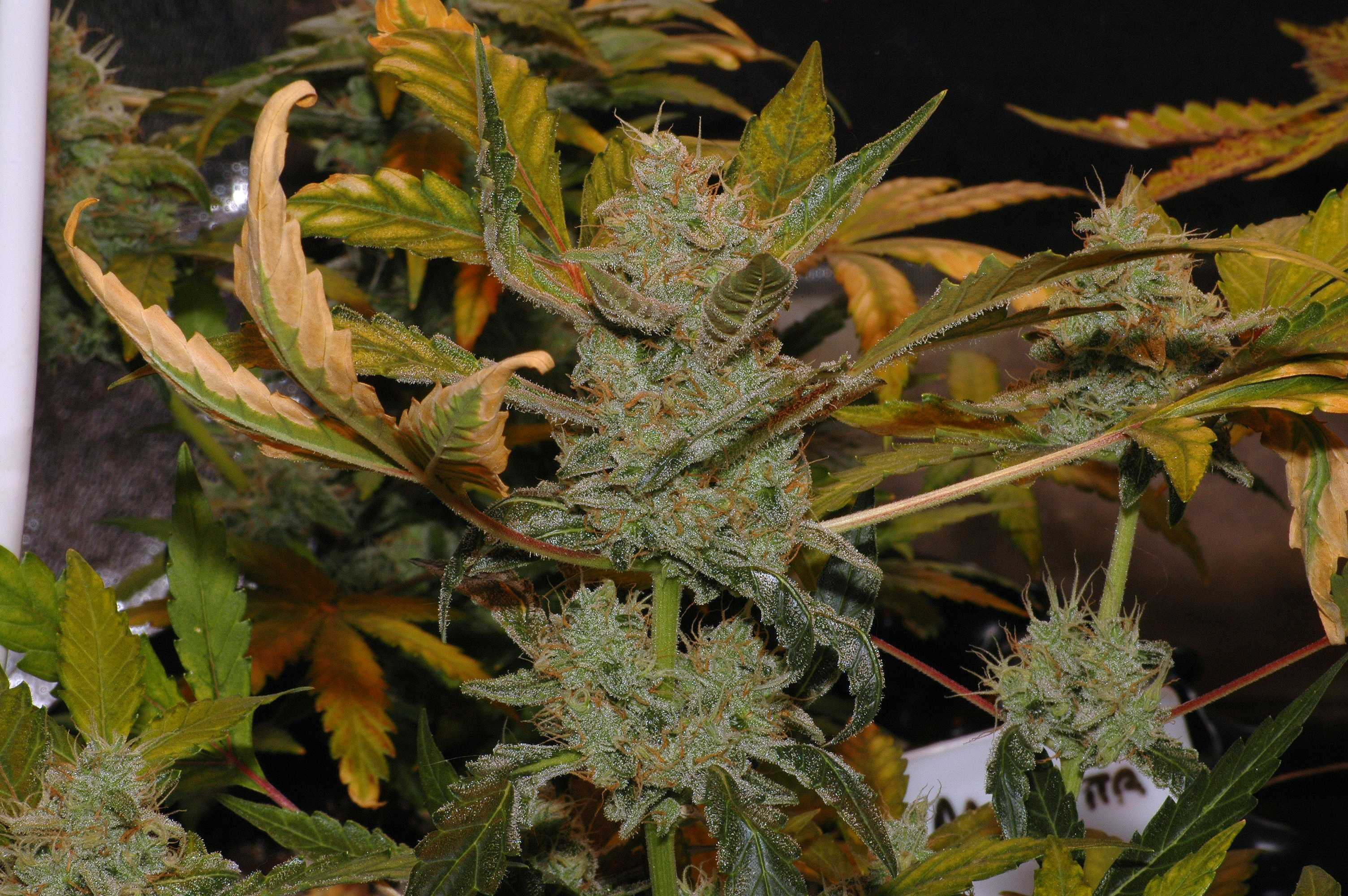 STW Bud 09-11-14