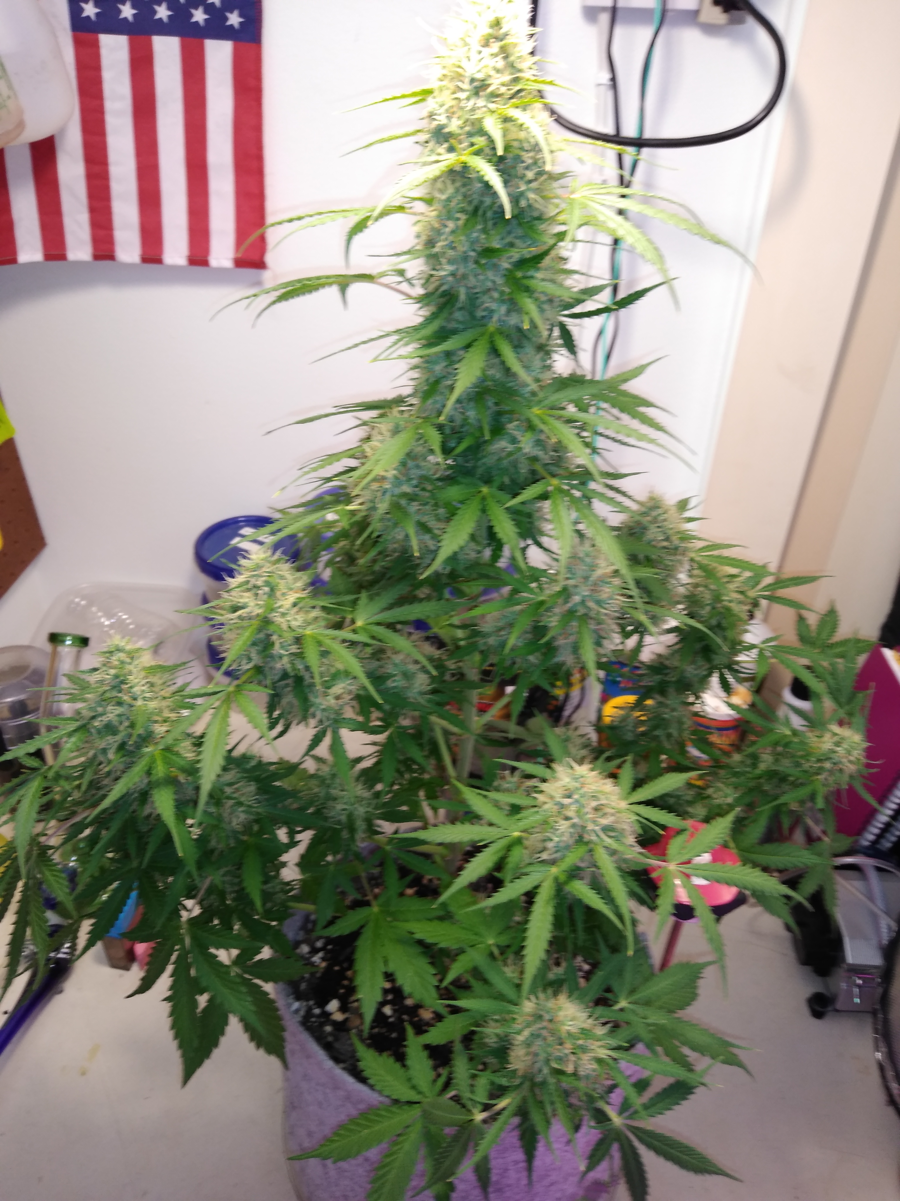 W10, LB2, D67 White Widow, auto