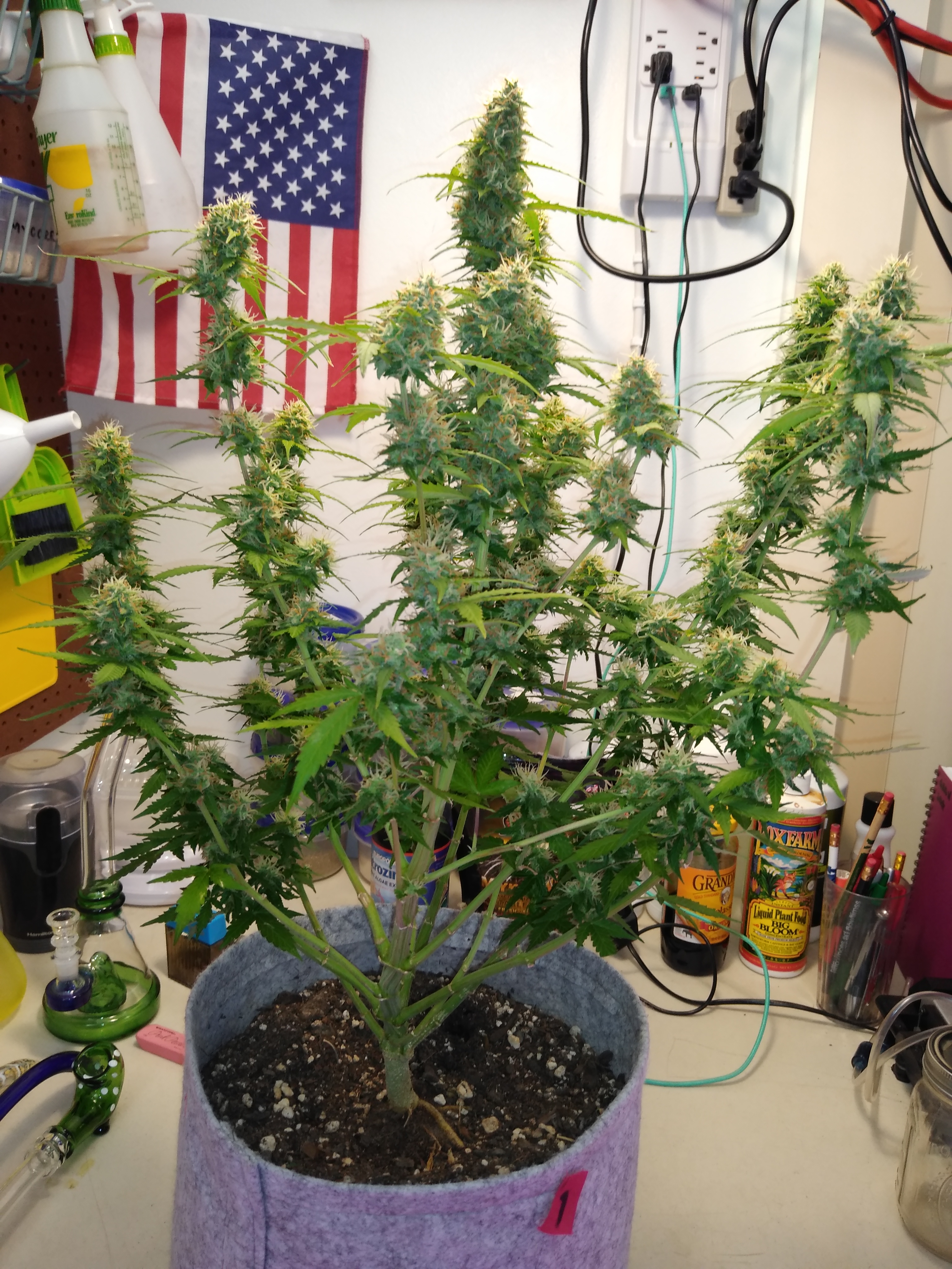 W12, D78, WW Auto #1, ILGM seeds