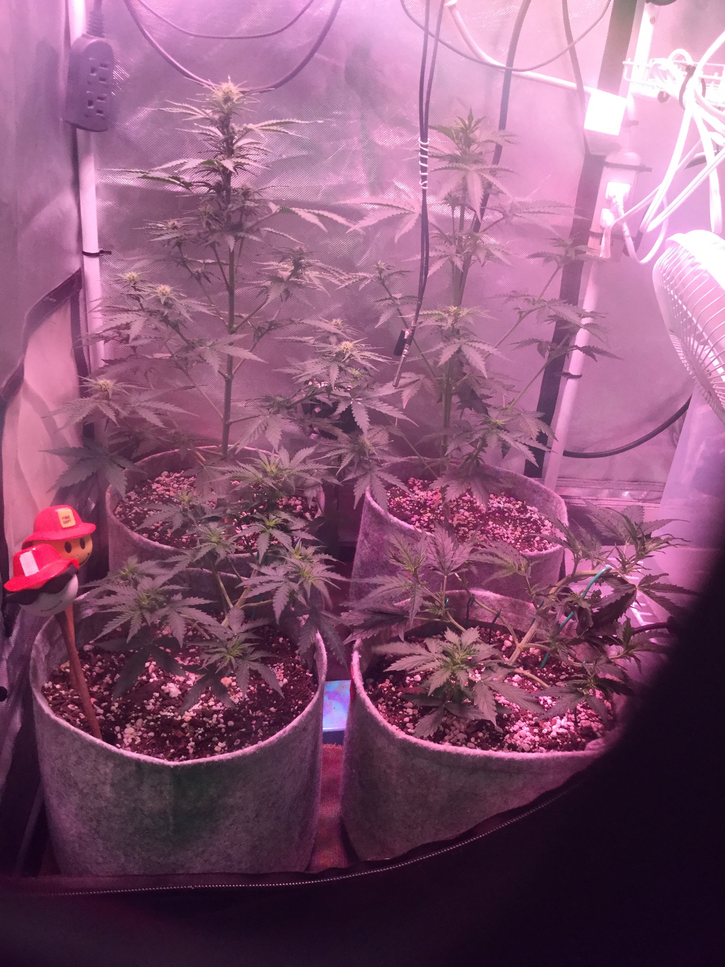 W6, D37, EB2, White Widow auto; just pruned .