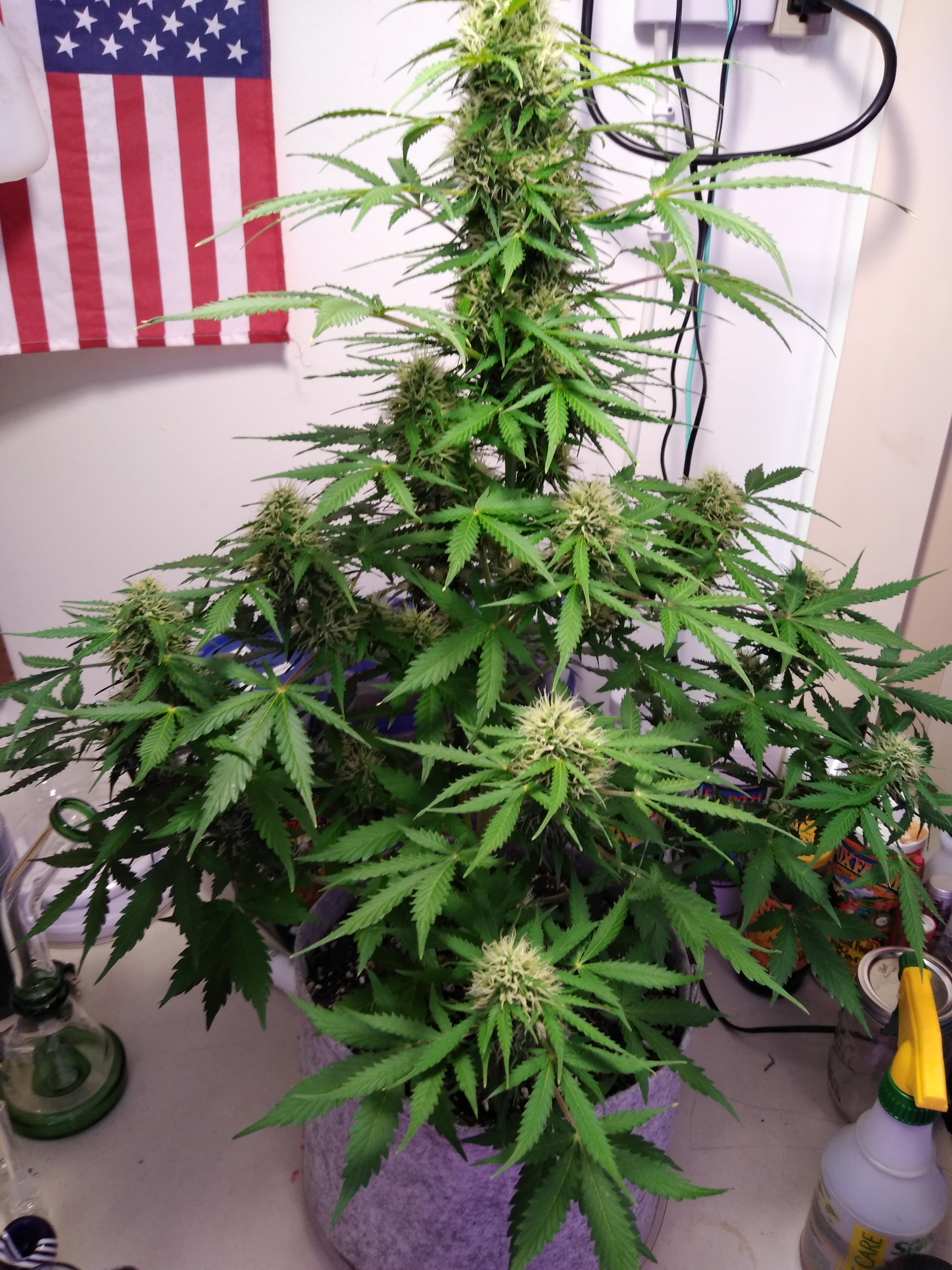 W9, D57, LB1, White Widow auto