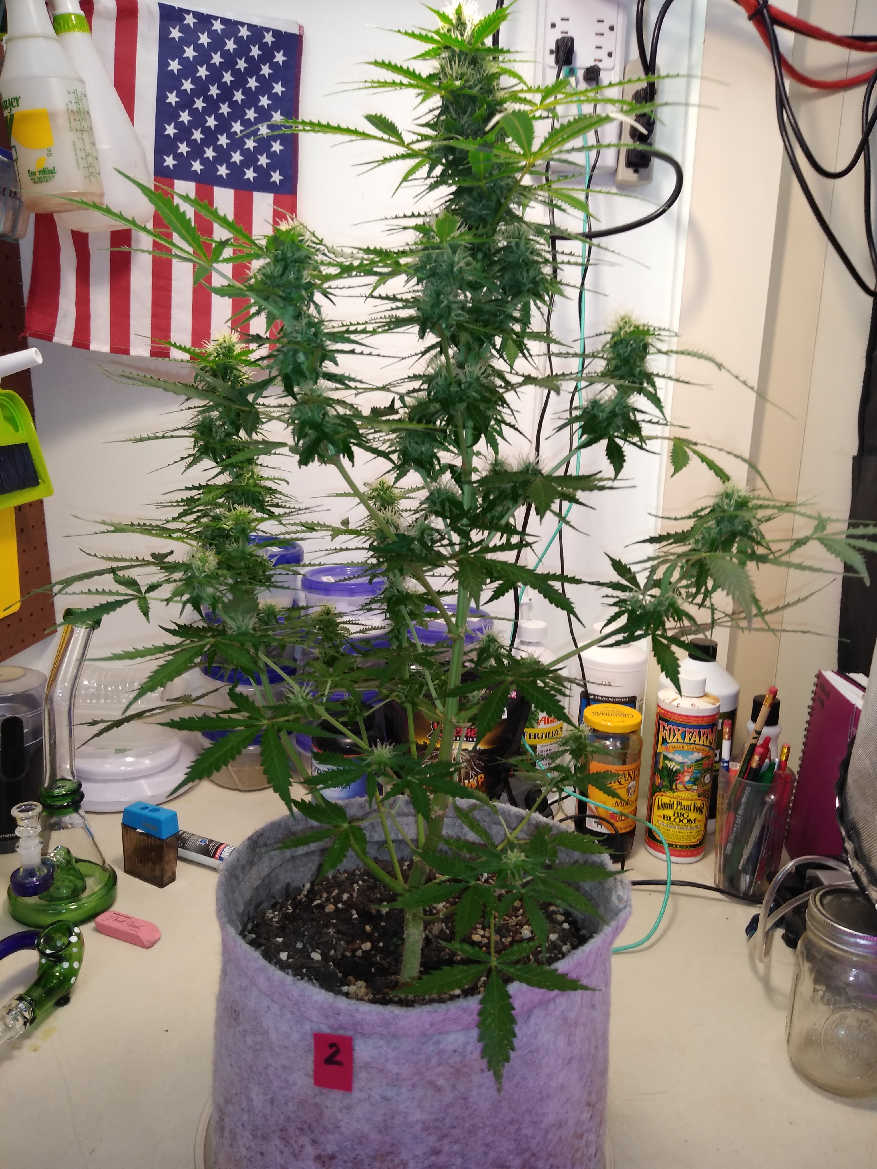 W9, LB1, D59, WW Auto, ILGM seeds