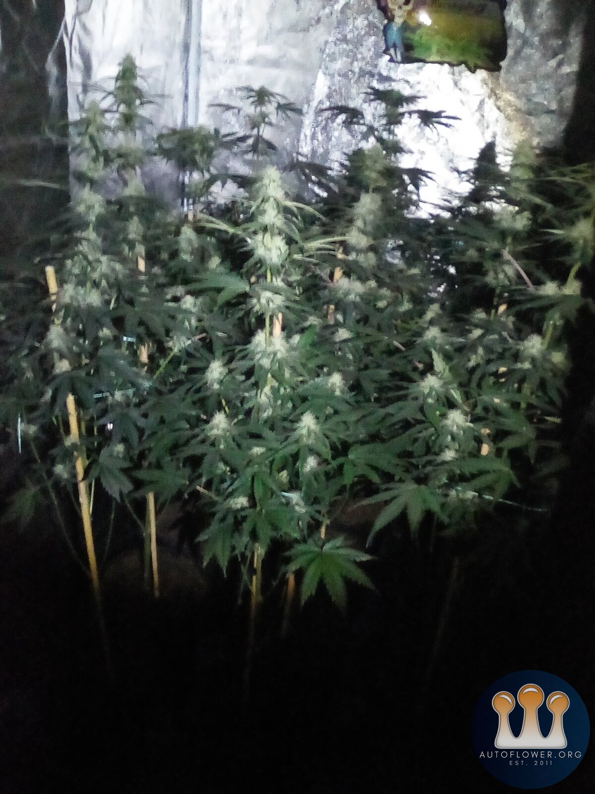 White chem 6 weeks