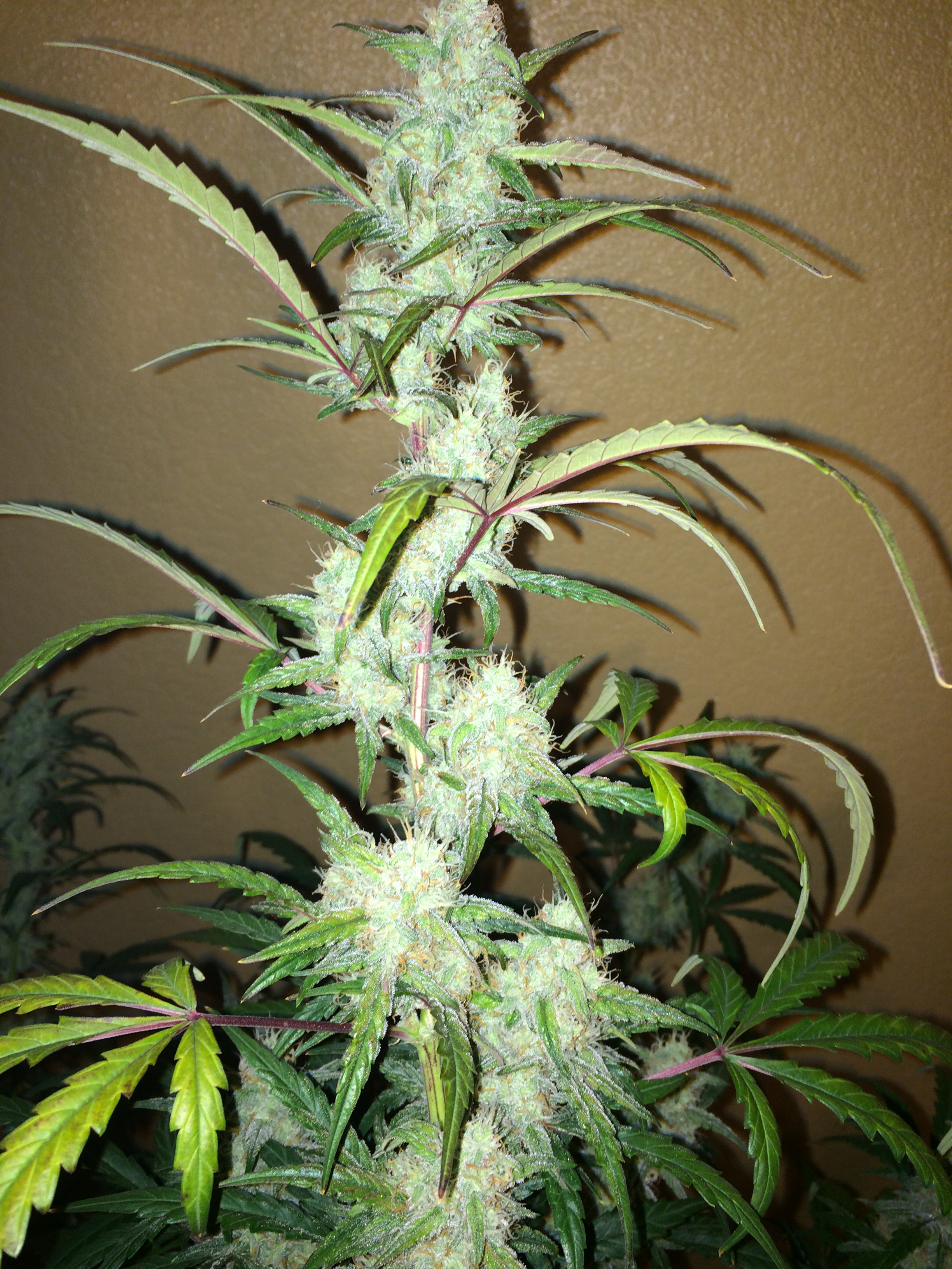 White Stomper Day 52 (2)