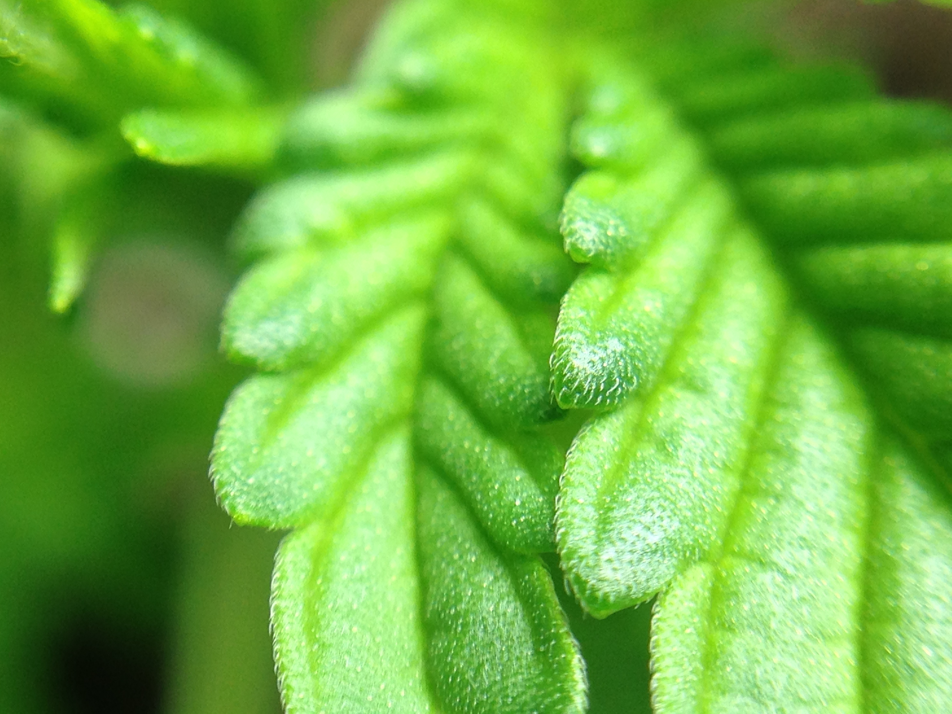 White Widow #1, leaf