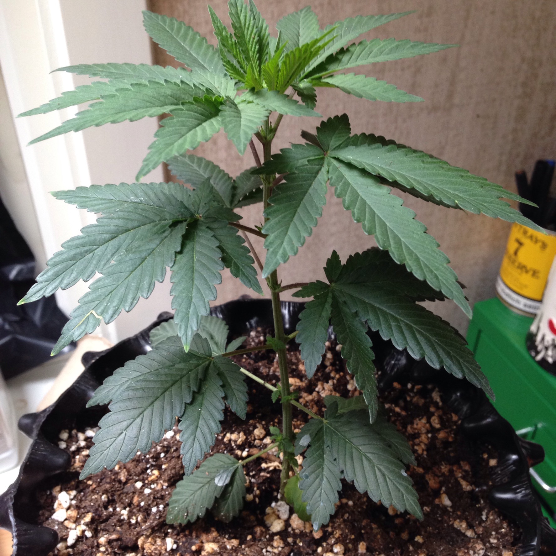 White Widow #2, day 48.